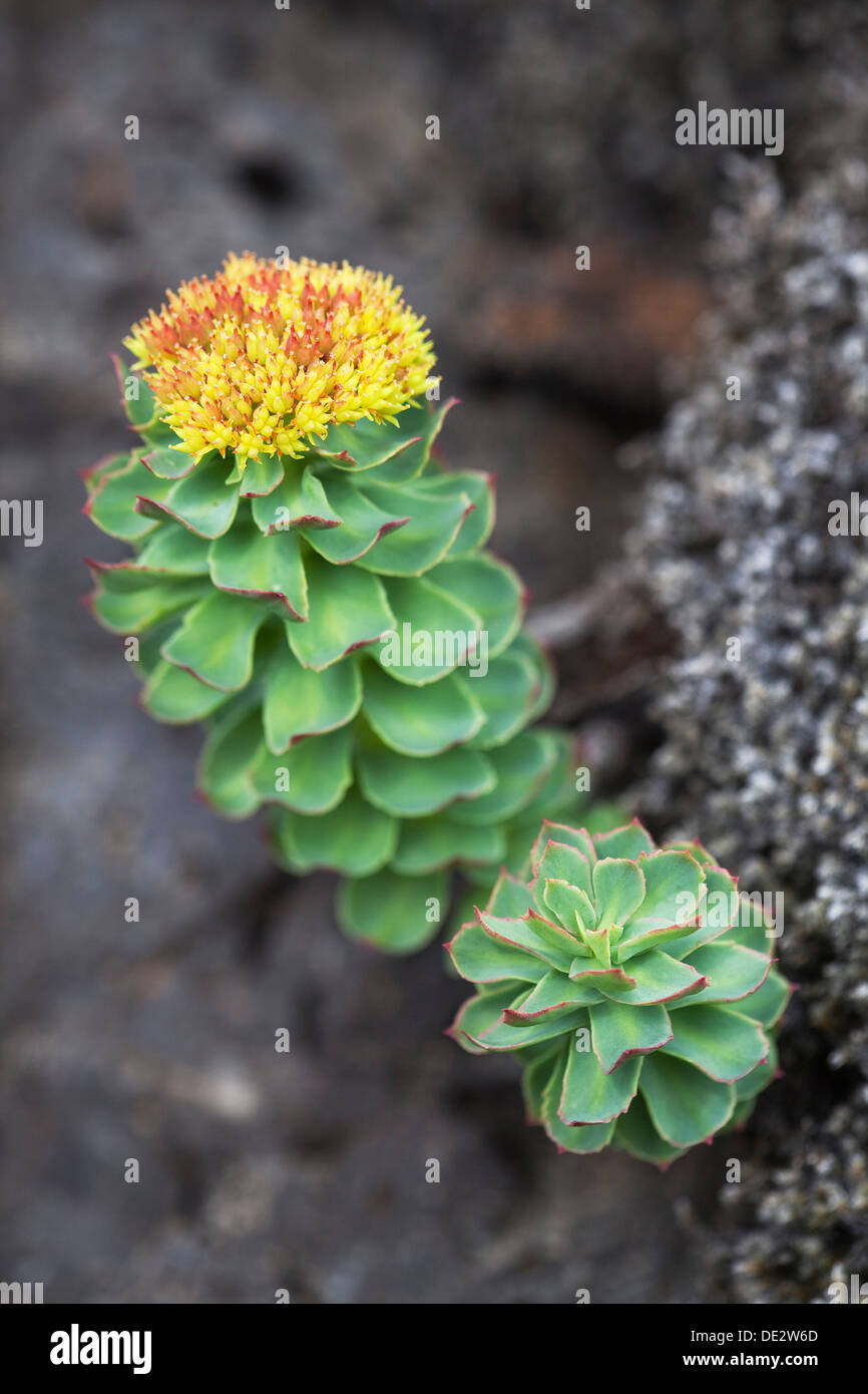 Golden root, Rose root oder roseroot (Sedum rosea), die blaue Lagune, die Reykjanes Halbinsel, South Island, Island, Europa Stockfoto