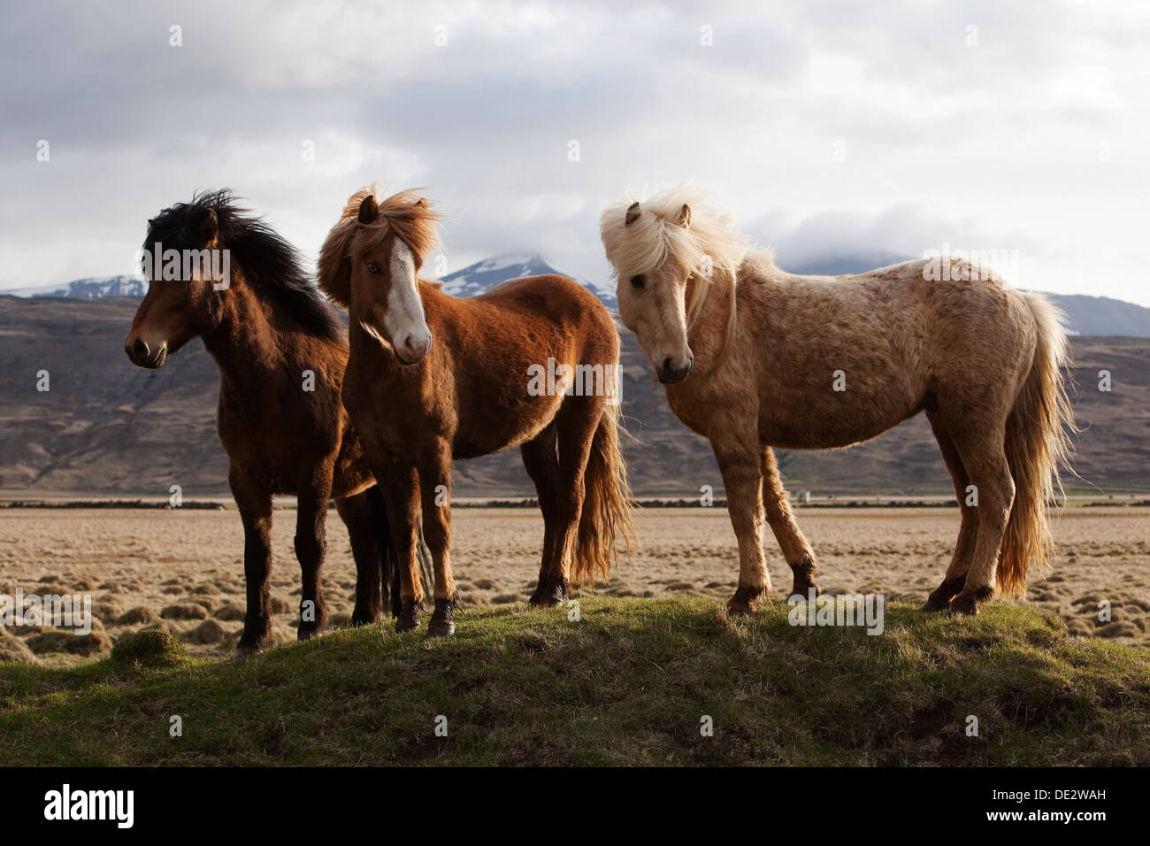 Islandpferde, Bloendues, Nordisland, Island, Europa Stockfoto