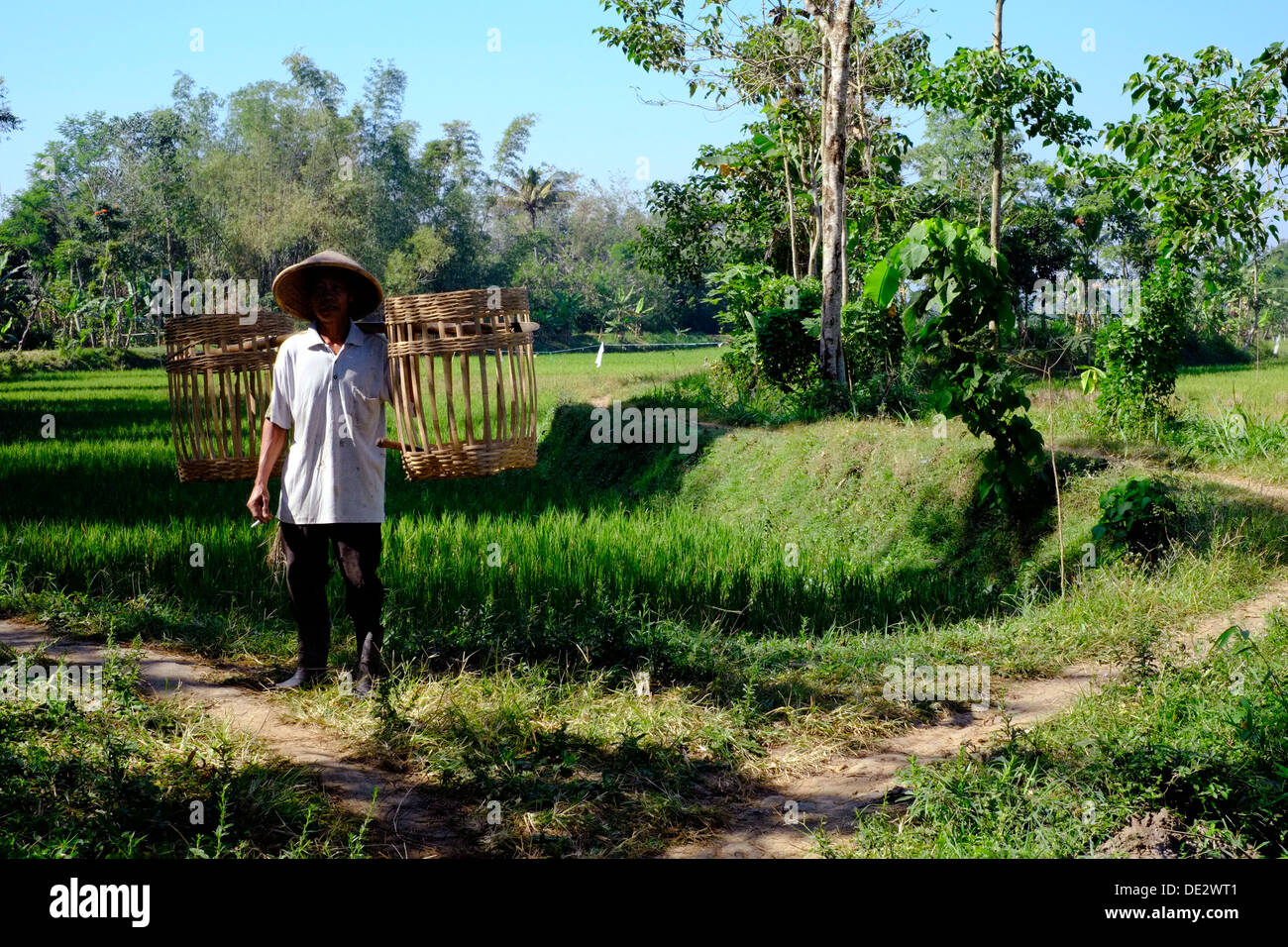 lokalen Feldarbeiter, die Ankunft in einem Reisfeld tragen große Weidenkörbe über seine Schultern Java Indonesien Stockfoto