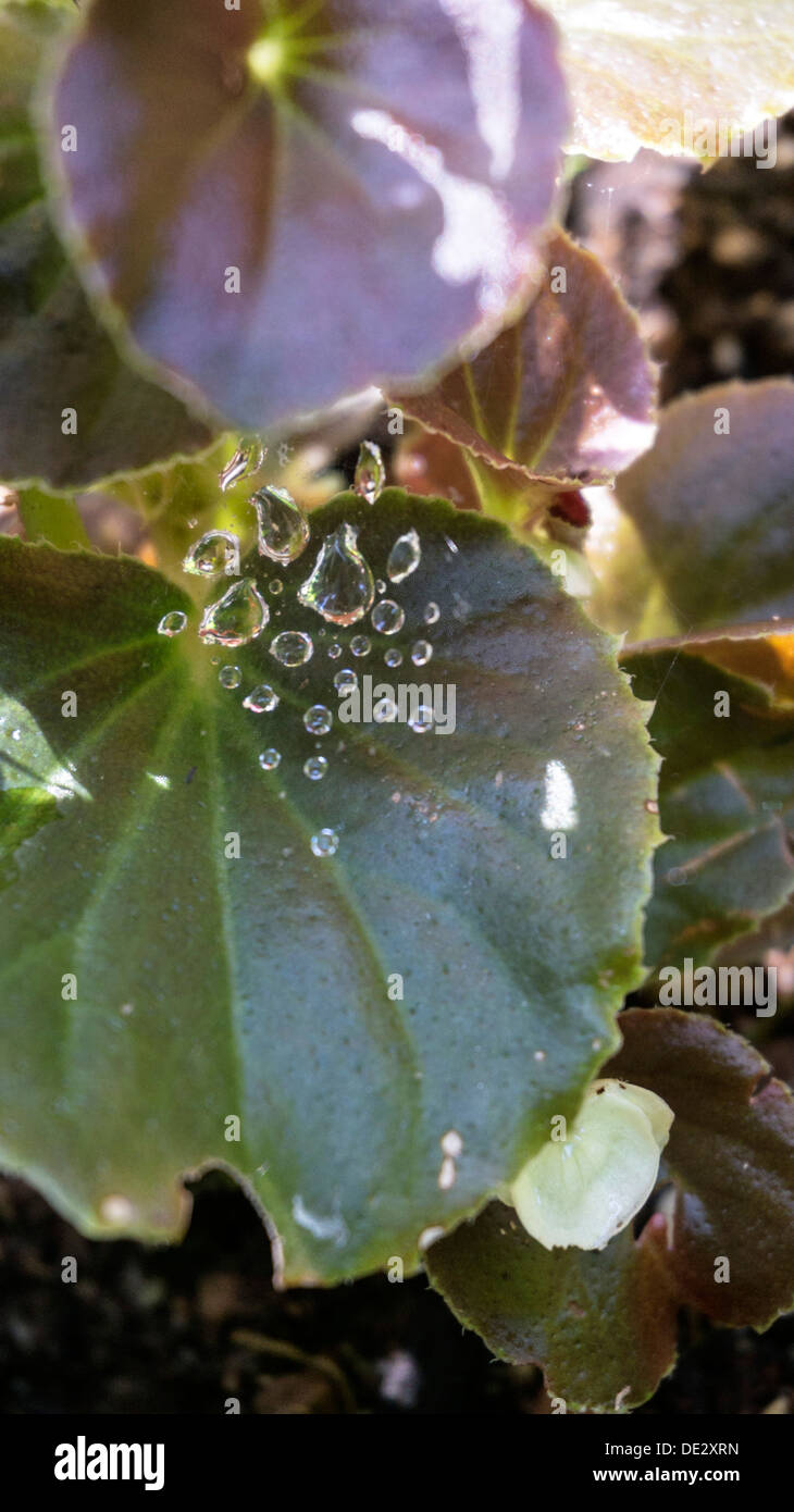 evaneszenten Prise Morgentau auf Spinnennetz über Begonia Blatt Blätter & Blütenknospe in einem Edmonds Washington Garten aufgehängt Stockfoto