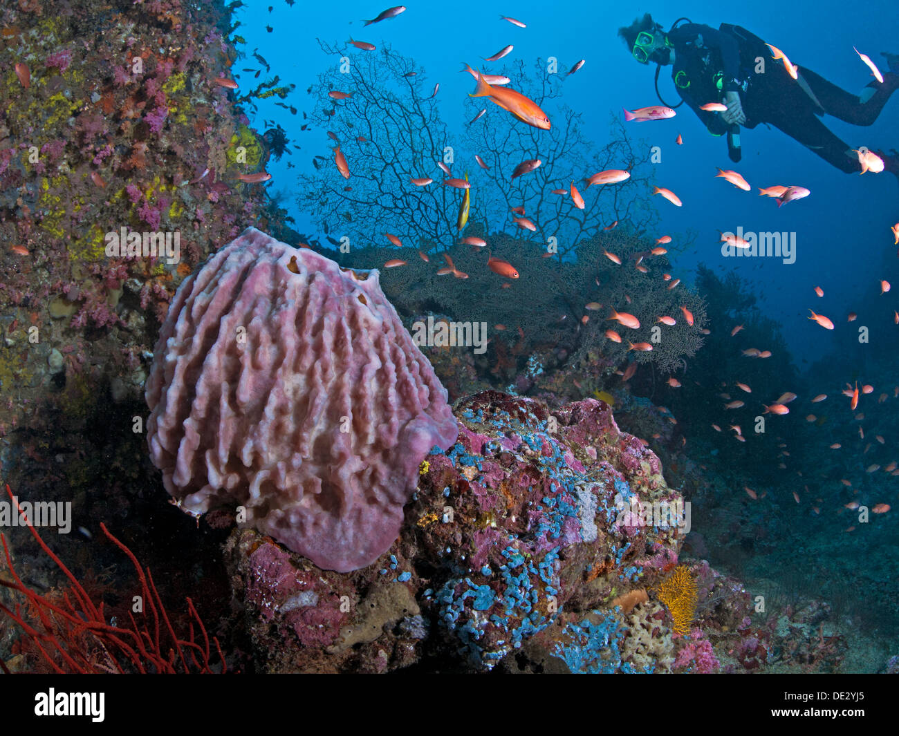 Scuba Diver untersucht Canyon untere Riff. Stockfoto