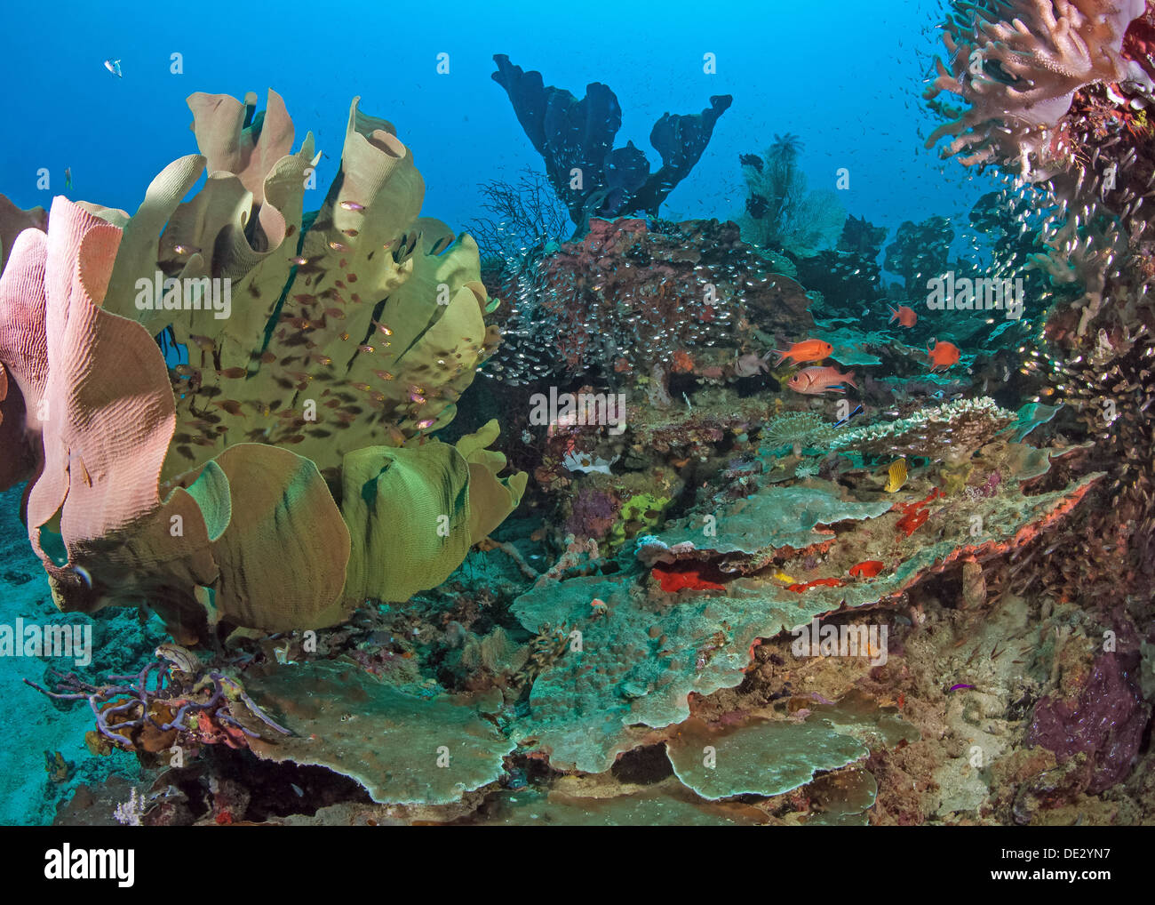 Seelandschaft des Elefanten Ohr Schwamm Reef. Stockfoto