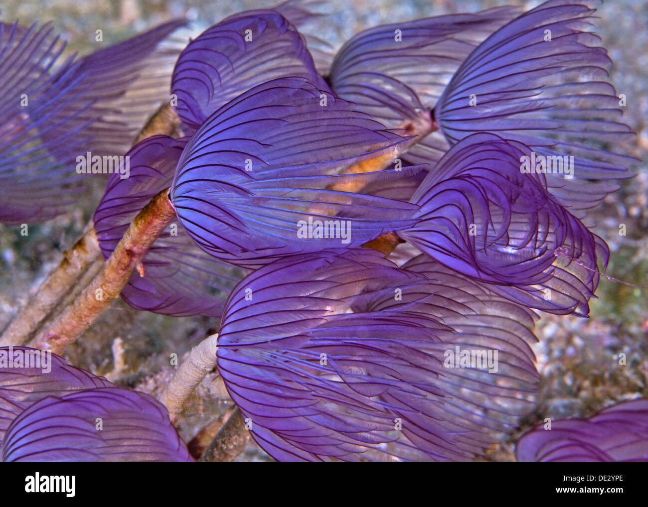 Lila Featherduster Würmer in Meeresströmung Plätschern. Puerto Galera, Philippinen. Stockfoto