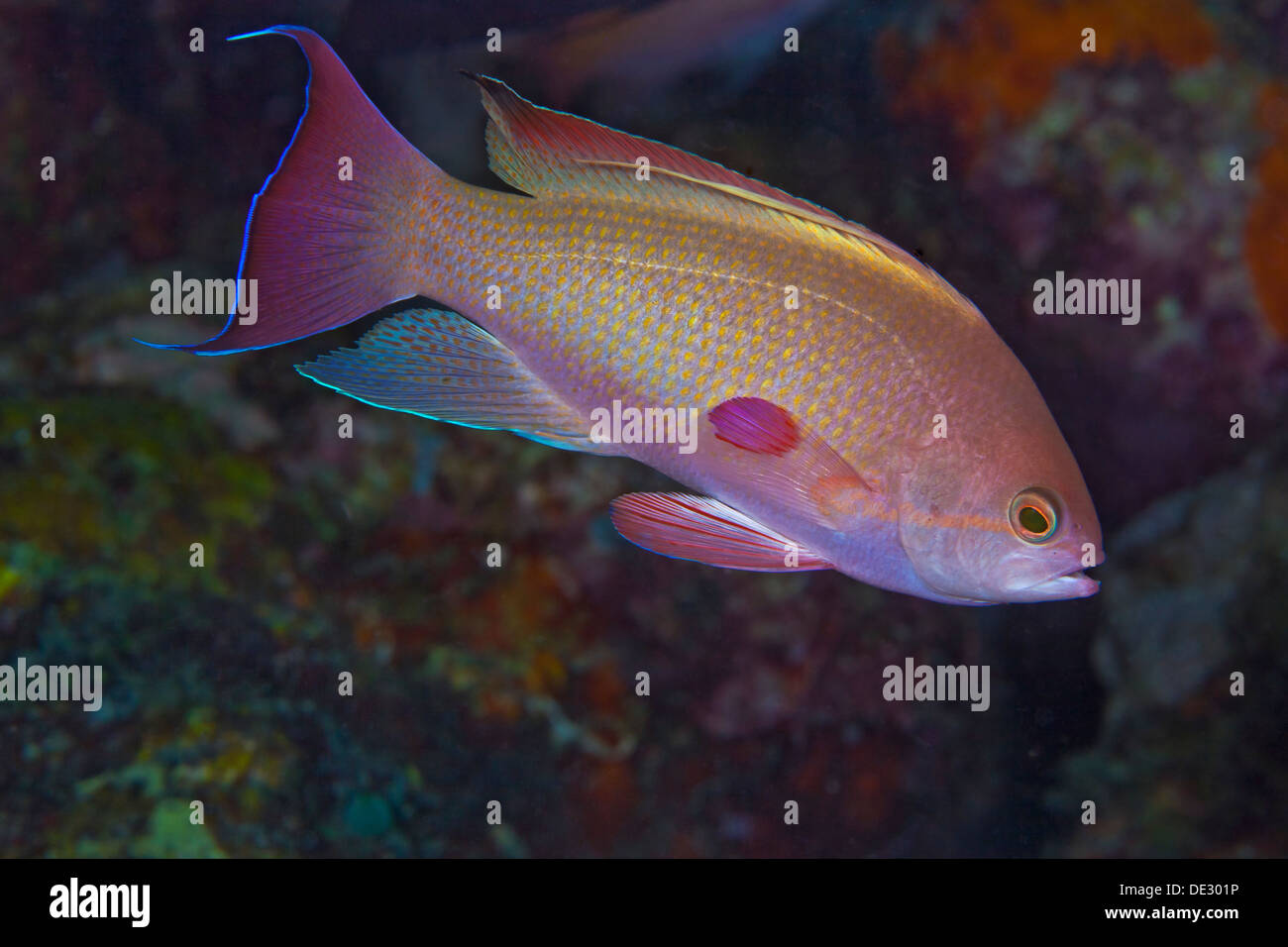 Schließen Sie herauf Bild der Lyetail Anthias enthüllt ein Regenbogen Muster der Farben. Puerto Galera, Philippinen. Stockfoto