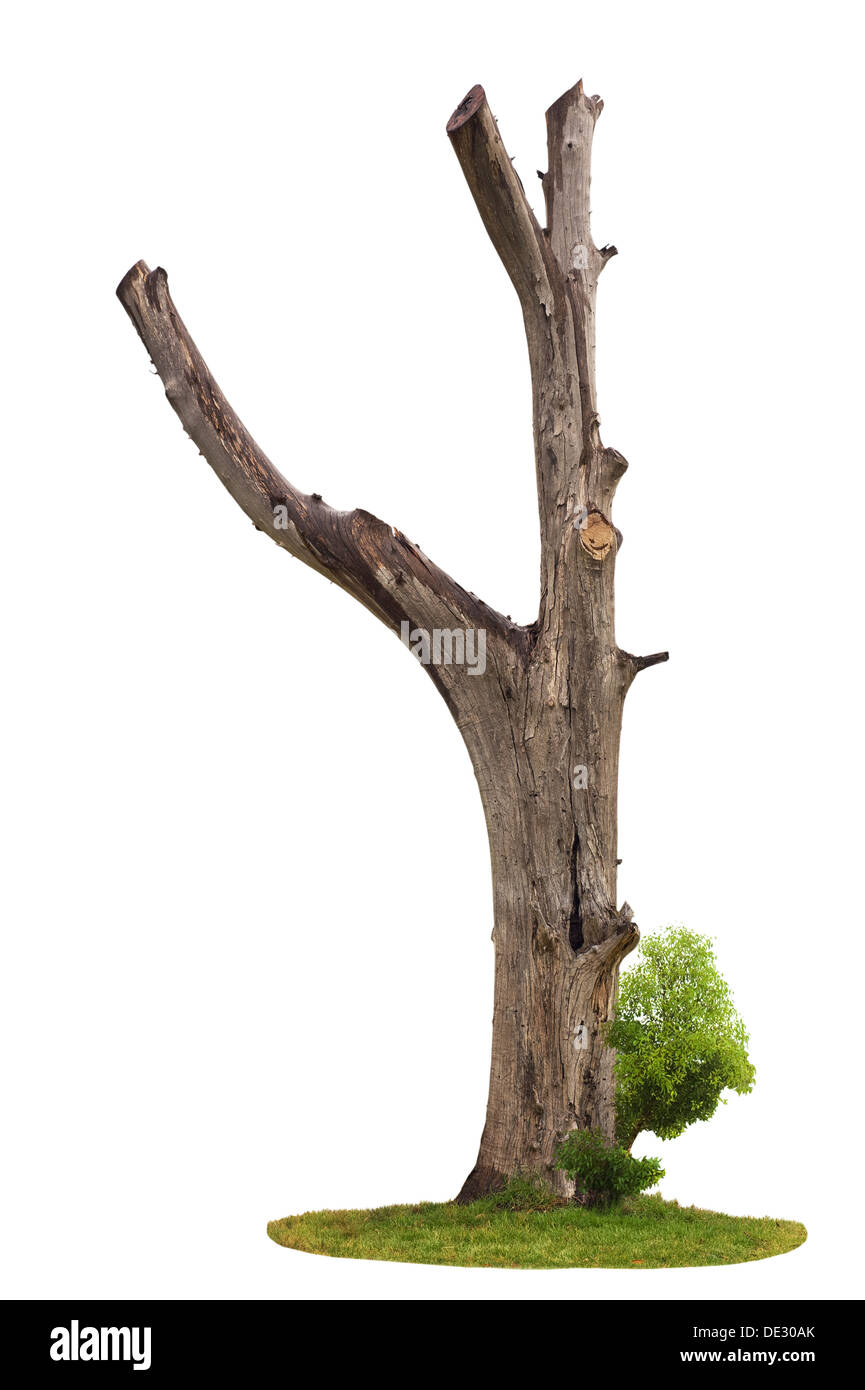 Alte und abgestorbene Baum und jungen schießen aus einer Wurzel isoliert auf weißem Hintergrund Stockfoto
