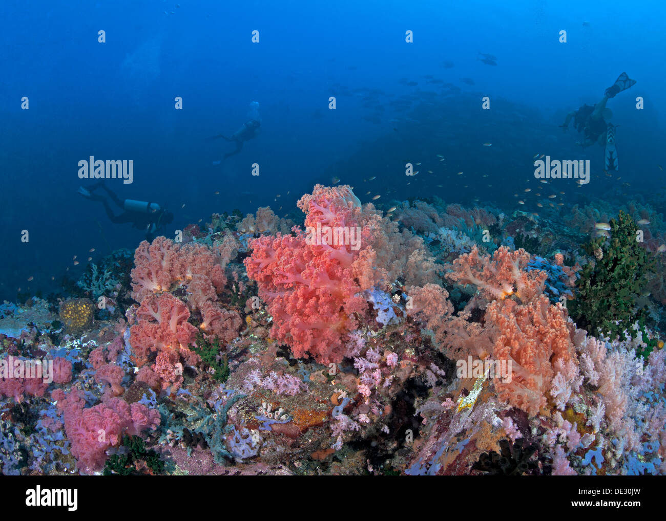 Seelandschaft mit weichen Korallenbäume gelehnt mit Ozean-Strom und Taucher im Blauwasser Hintergrund driften. Stockfoto