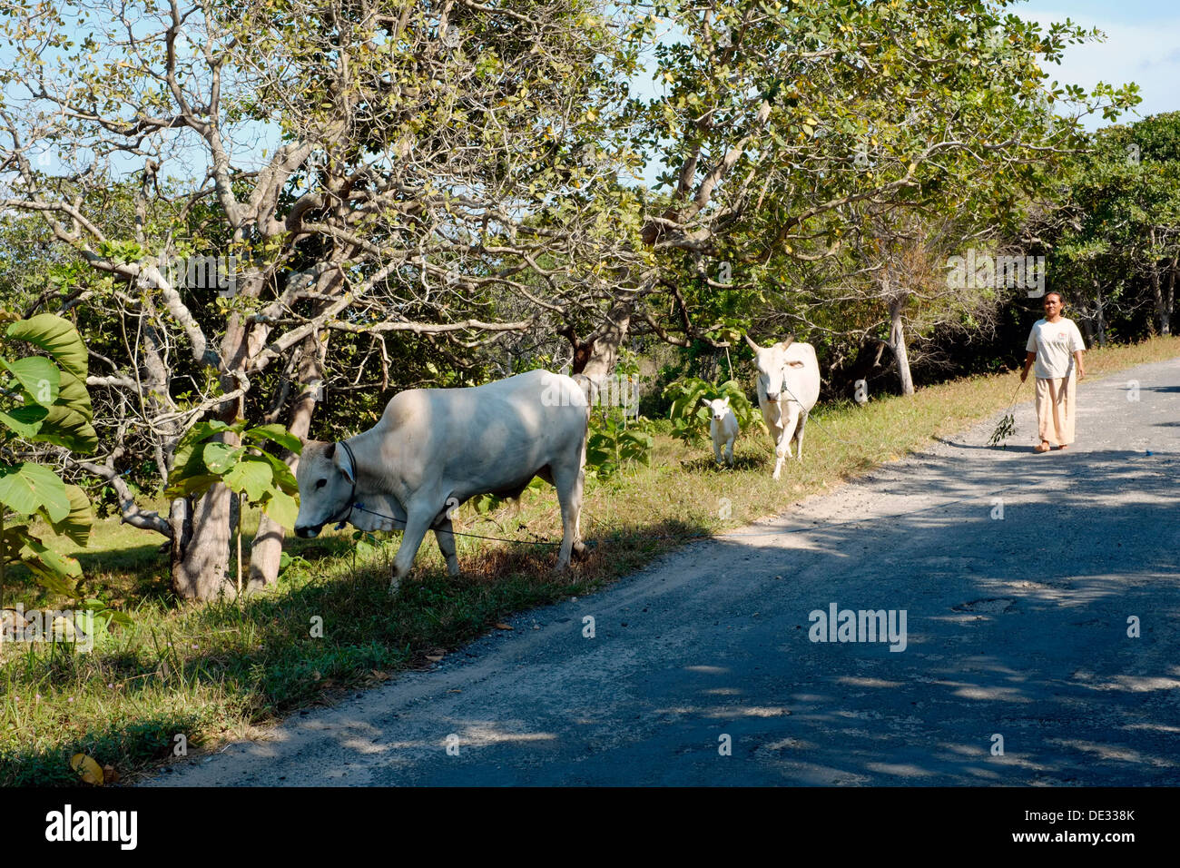 lokalen Autofahrerin ihr Vieh entlang einer ländlichen Landstrasse auf Karimunjawa Insel Java Indonesien Stockfoto