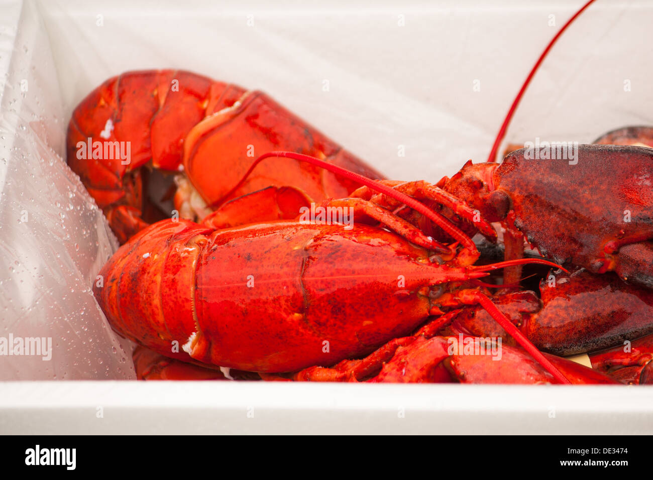 Leuchtend rote gekochten Hummer sind verpackt in Styropor-Kühlboxen in Vorbereitung eine große Lobsterfest Abendessen serviert. Stockfoto