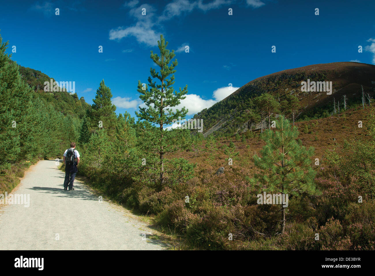 Creag Nan Gall von Dieben Road, The Cateran Trail, Glen More, Cairngorm National Park Stockfoto