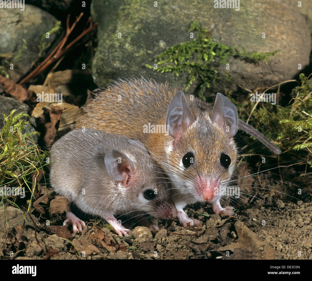 Kreta stacheligen Maus (Acomys minous). Weibchen mit jungen Stockfoto