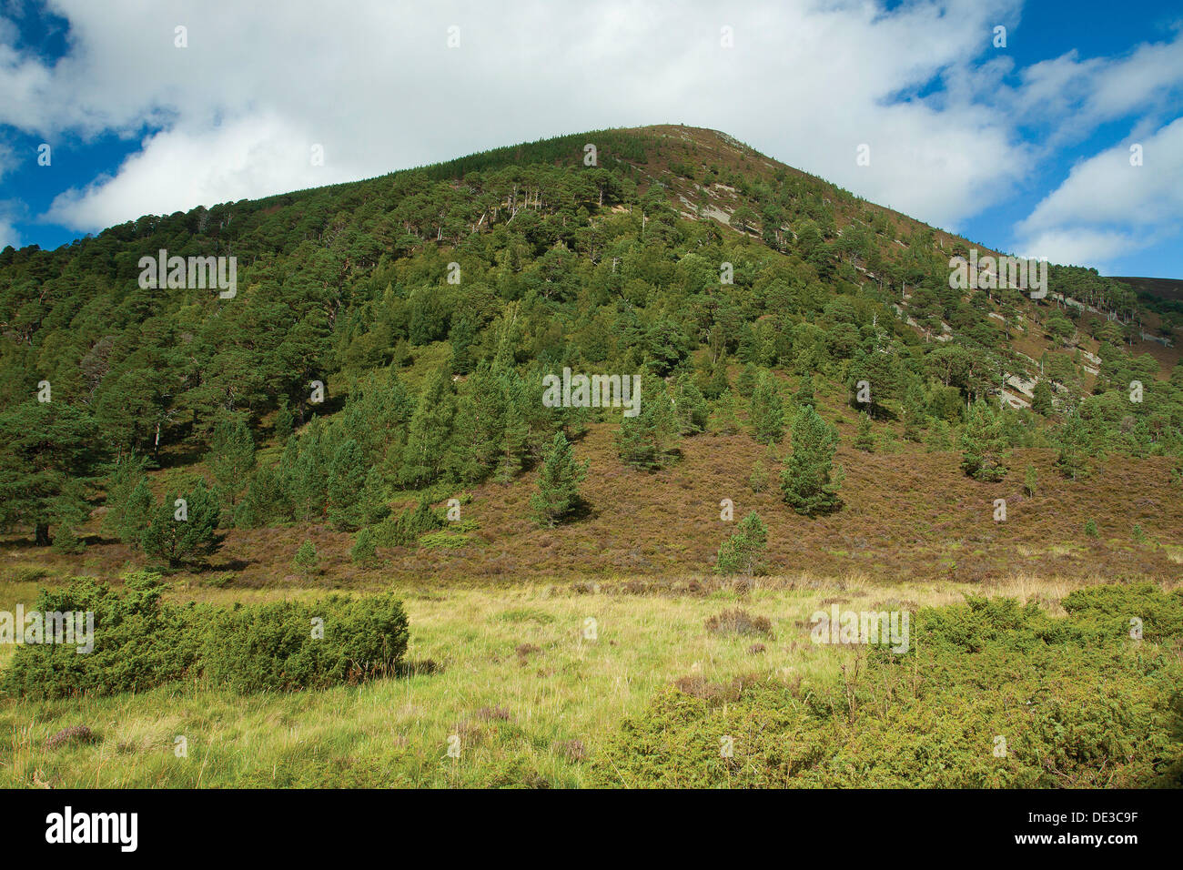 Meall ein Bhuachaille von der Diebe-Straße, der Cateran Trail, Glen mehr Cairngorm National Park Stockfoto