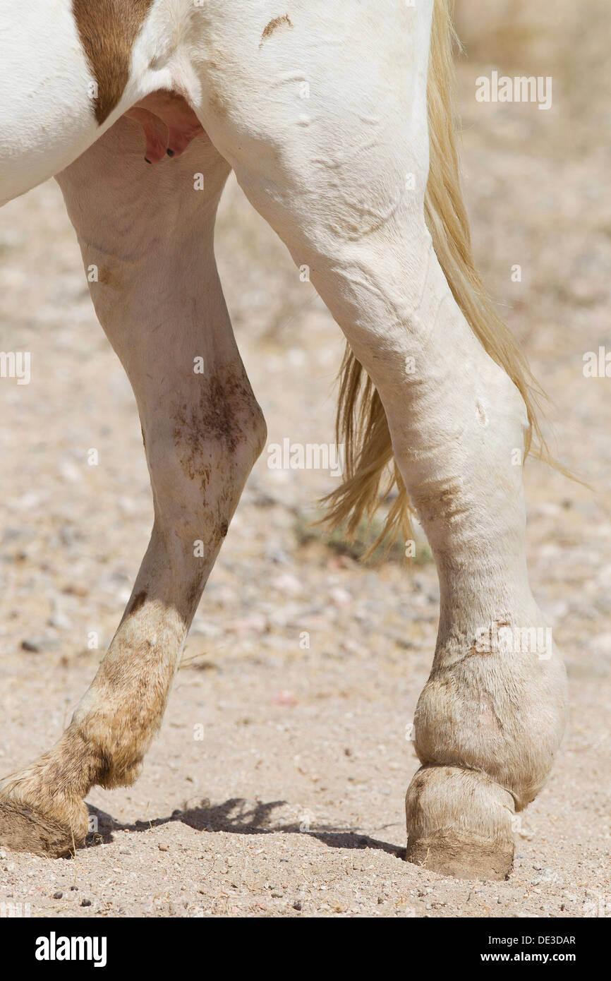 Inländische Pferd leidet Elephantiasis Hind Bein Stute Stockfoto