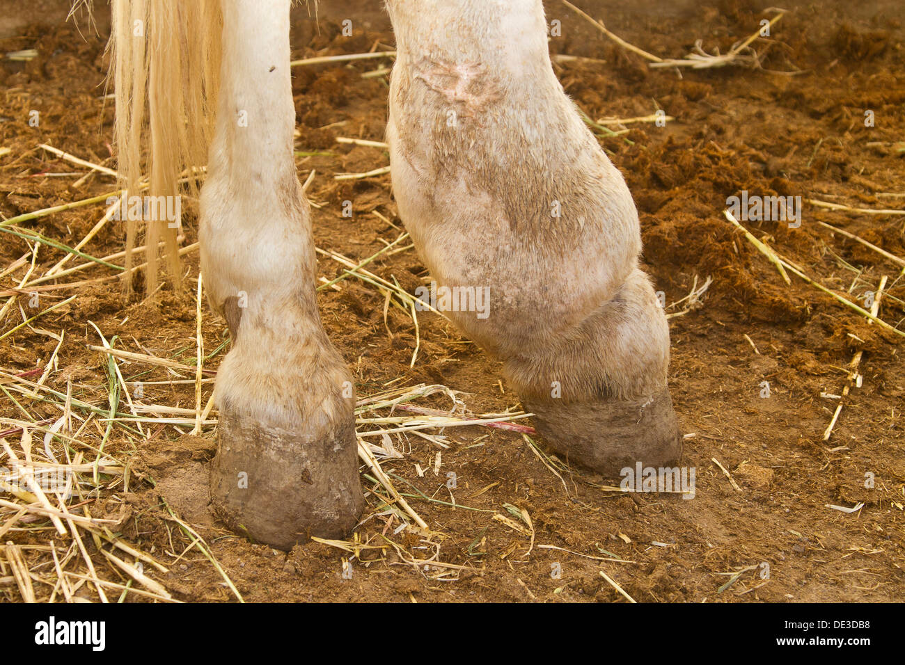 Inländische Pferd leidet Elephantiasis Hind Bein Stute Stockfoto