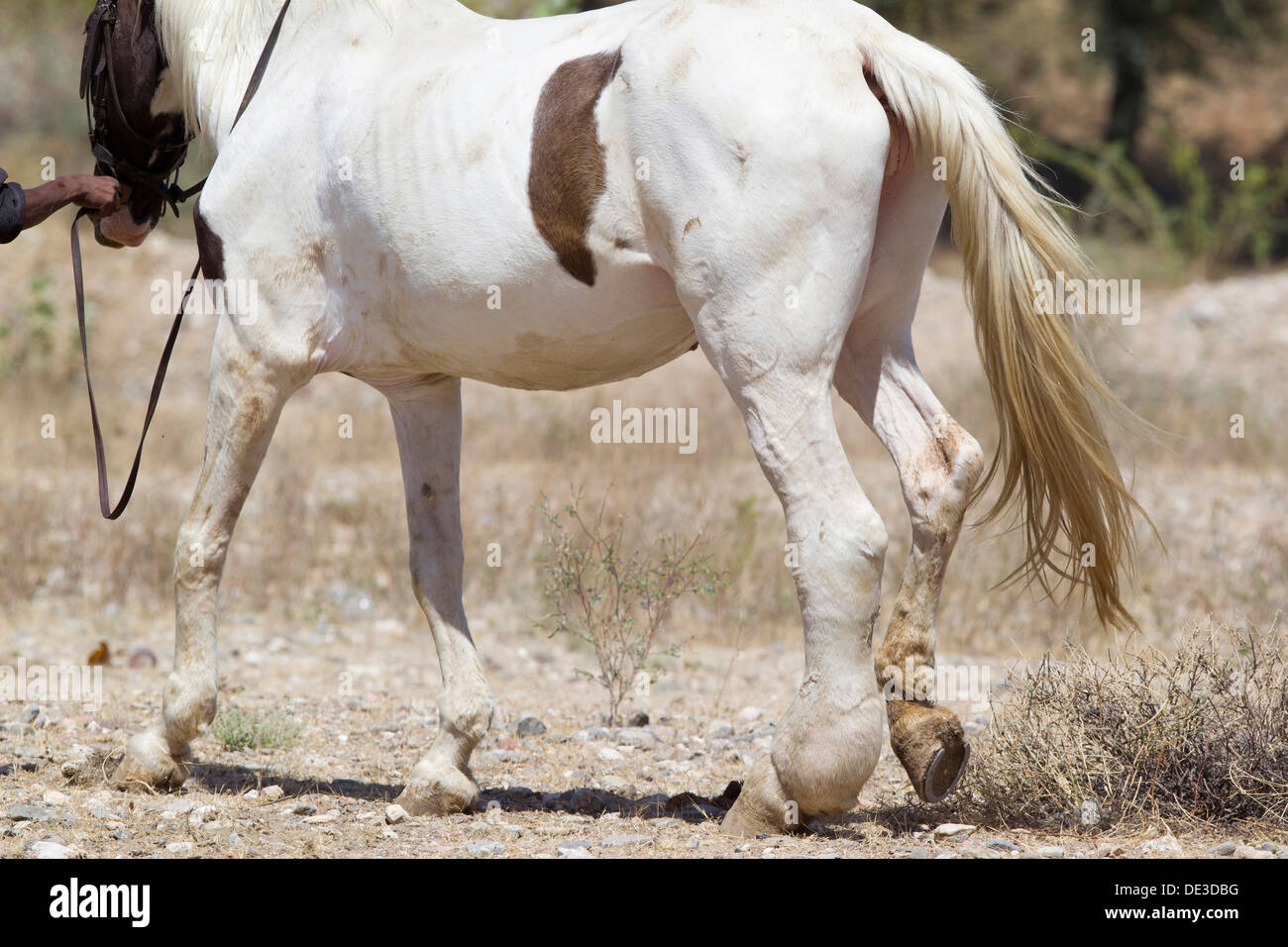 Inländische Pferd Stute Elephantiasis leiden Stockfoto