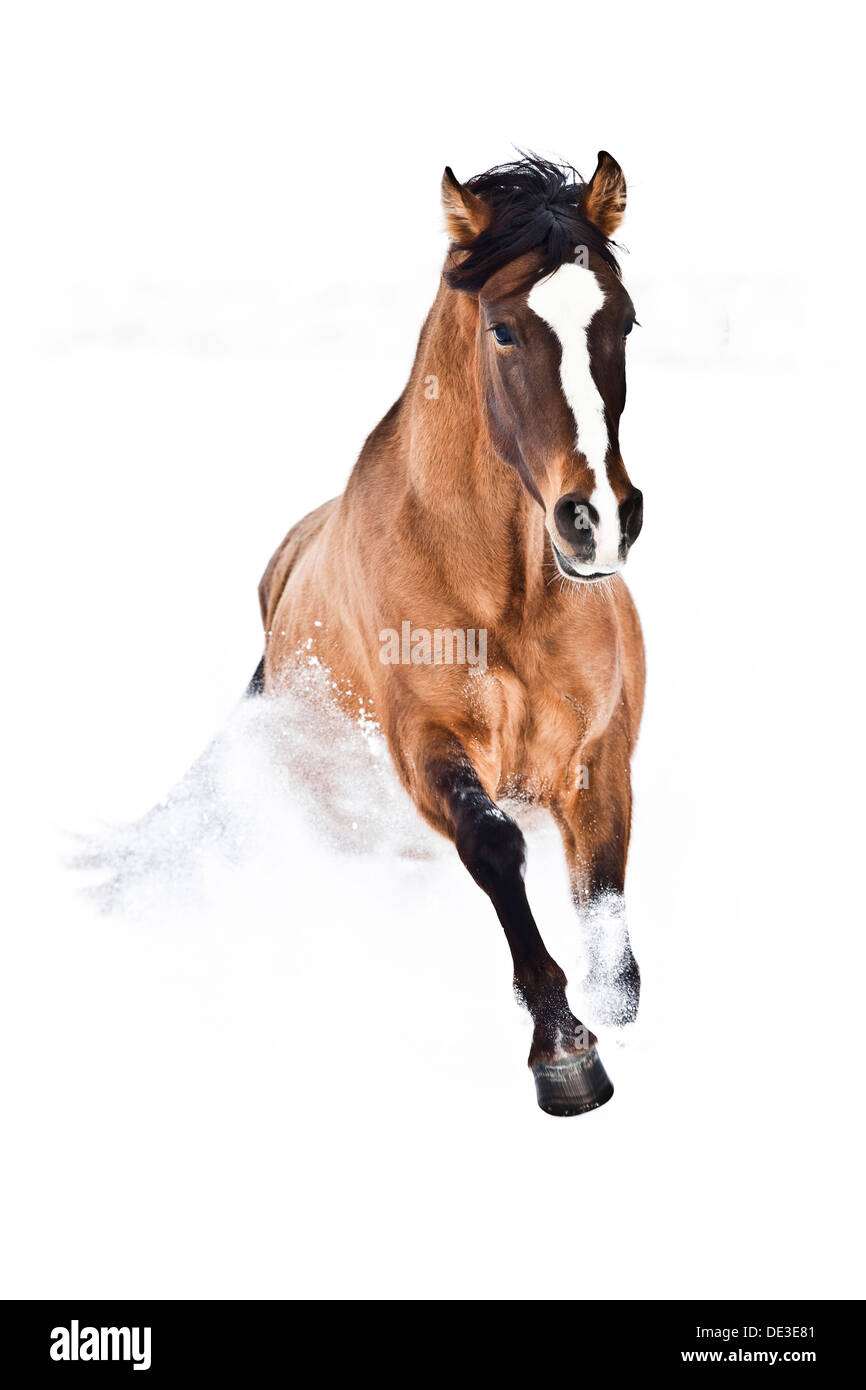 Hispano-Arabe Bay Hengst Schnee galoppieren Stockfoto