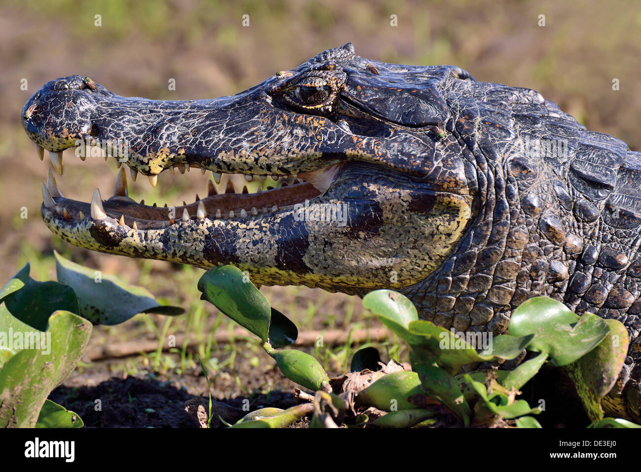 Brasilien, Pantanal: Yacare (Caiman Yacare)-Porträt Stockfoto