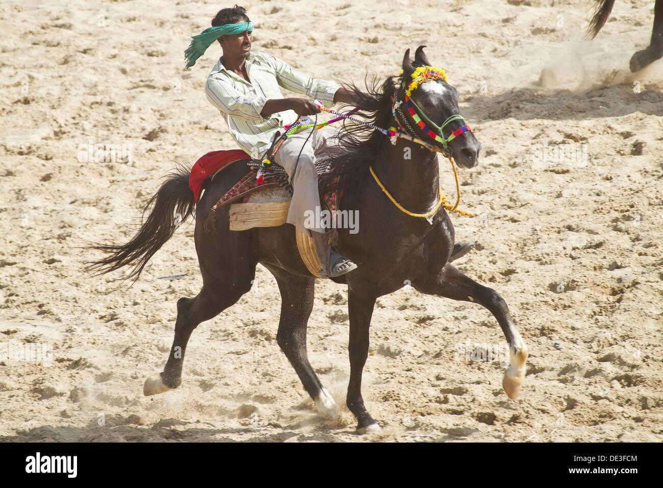 Marwari Reiter im Tölt Balotra Pferd und Kamel Fair, Rajasthan, Indien Stockfoto