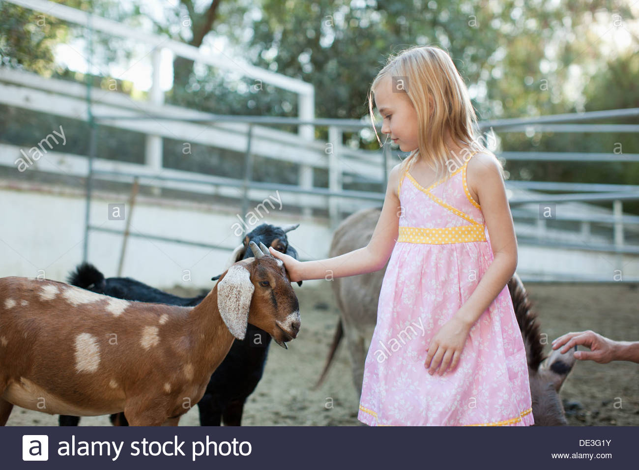 Mädchen Petting Ziege Stockfoto, Bild 60314743 Alamy