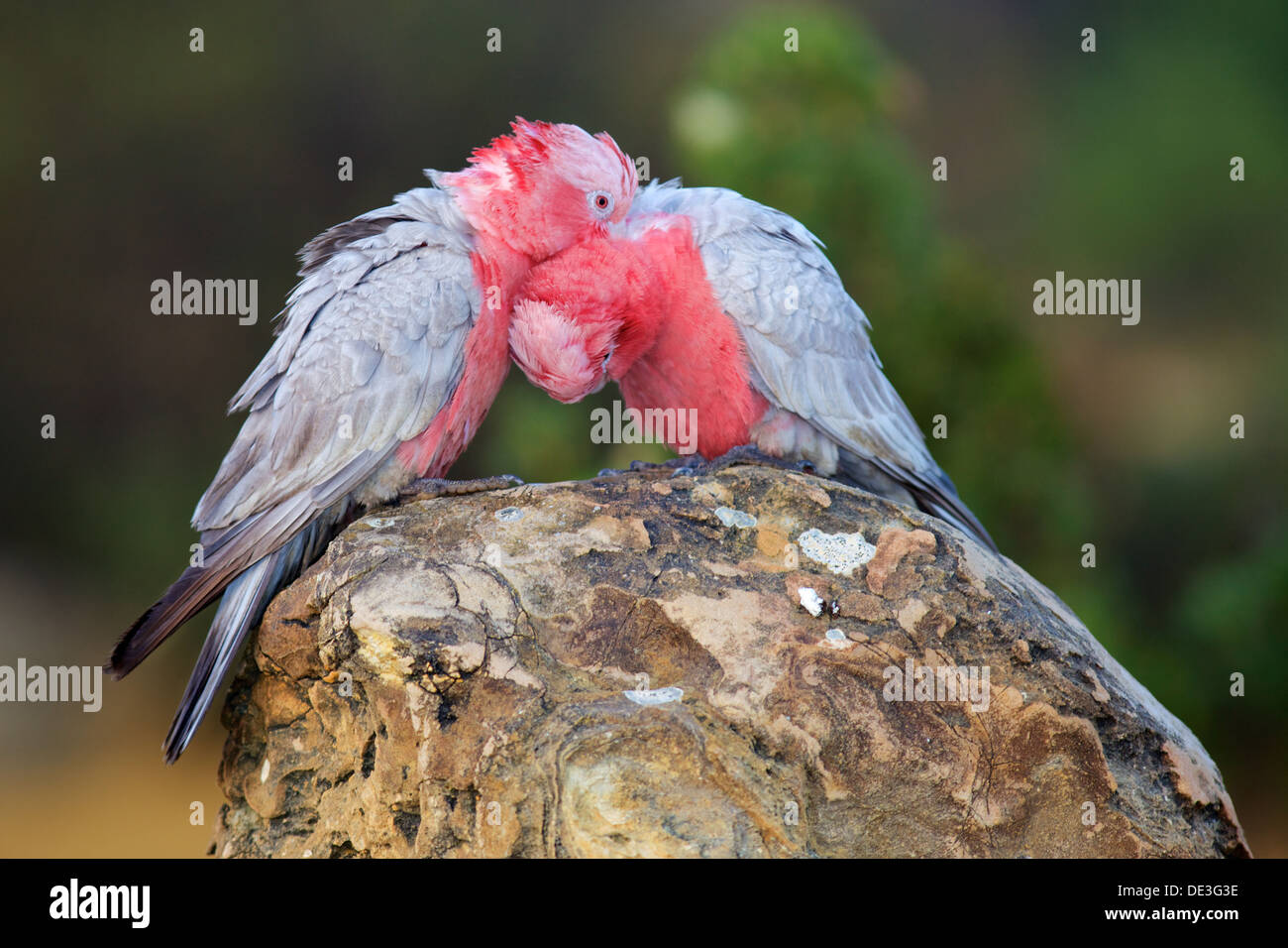 Der Rosakakadu aka der Rose-breasted Cockatoo, Galah Cockatoo, rosigen Kakadu oder rosa und grau, ist Widespead in Australien. Stockfoto