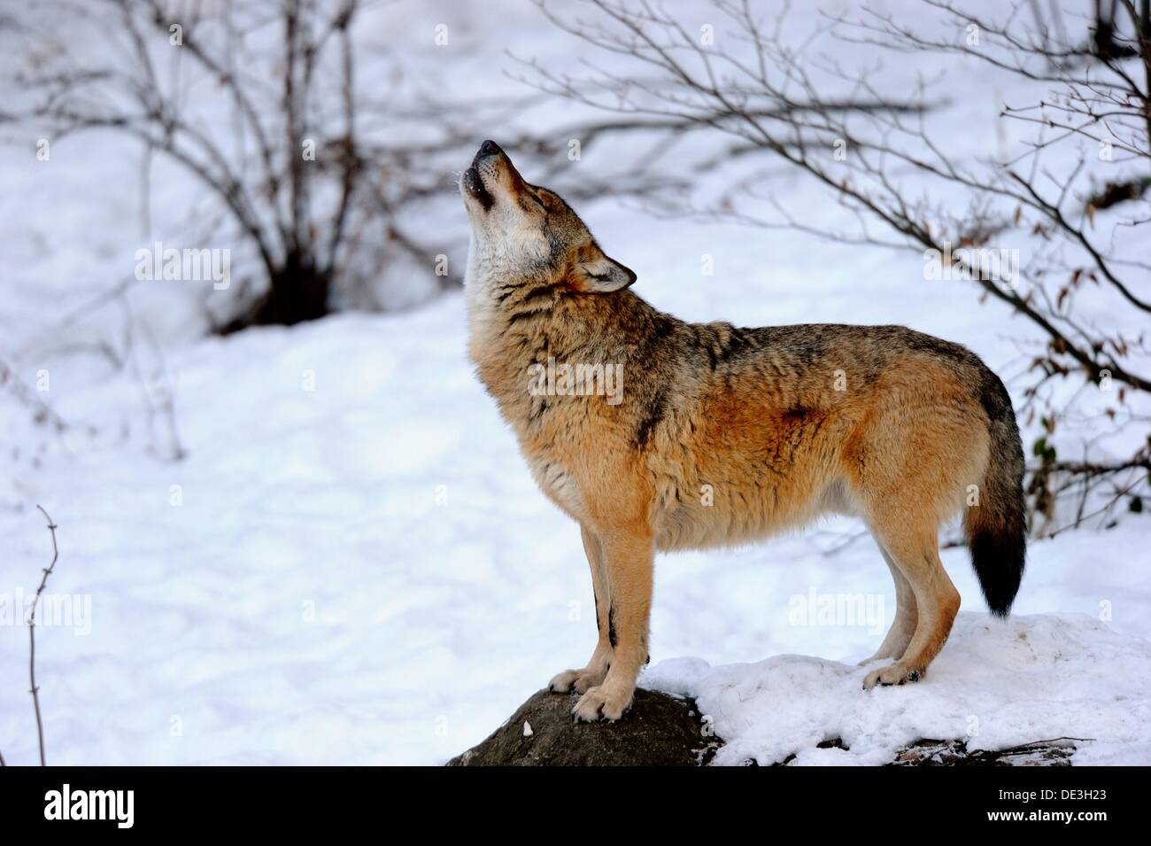 Europäischer Grauwolf Heulen im Winter Canis Lupus, unverlierbare Bayerischerwald Nationalpark