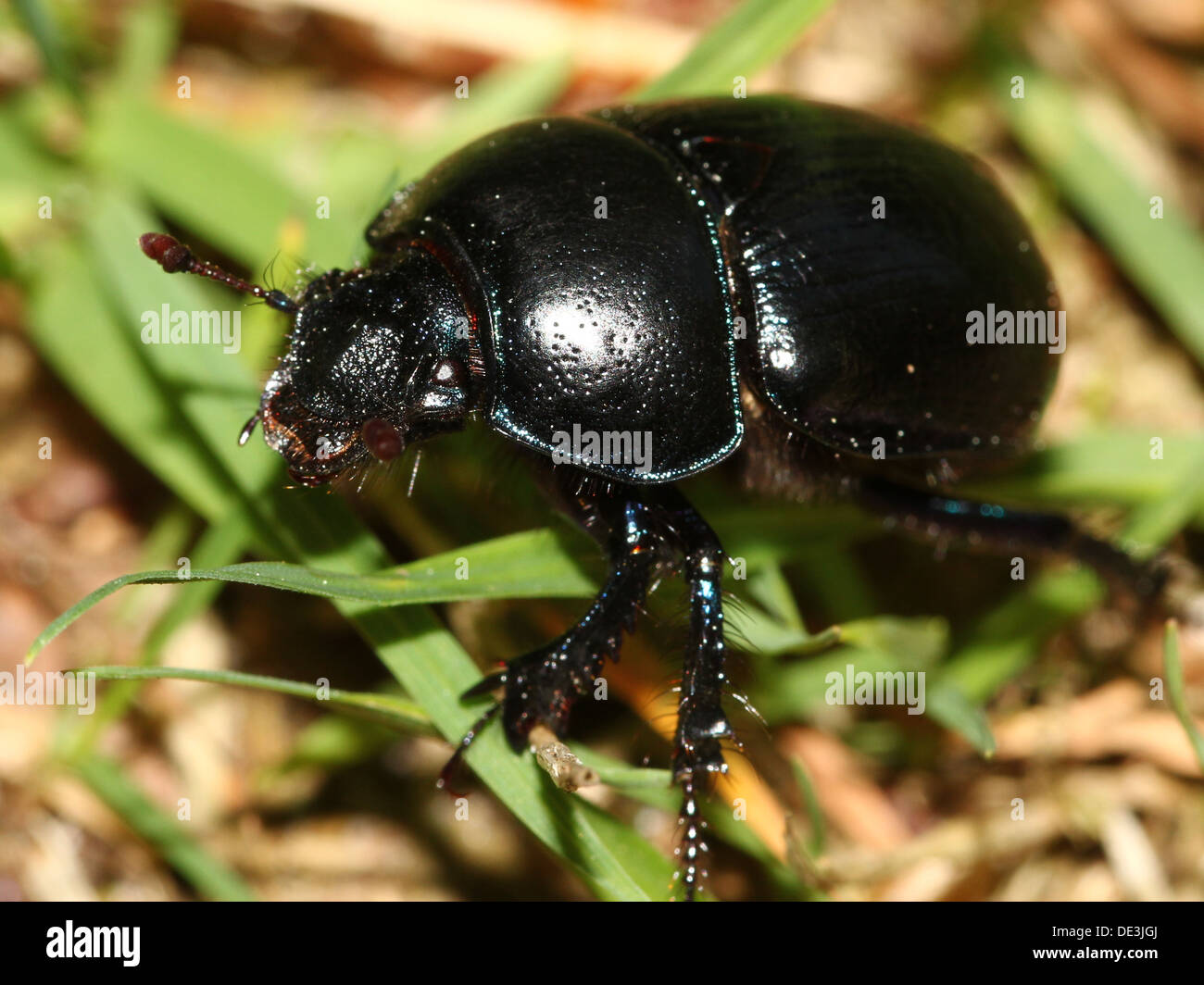 Nahaufnahme des bläulichen Dor Beetle oder Dumbledore (Geotrupes Stercorarius) Stockfoto