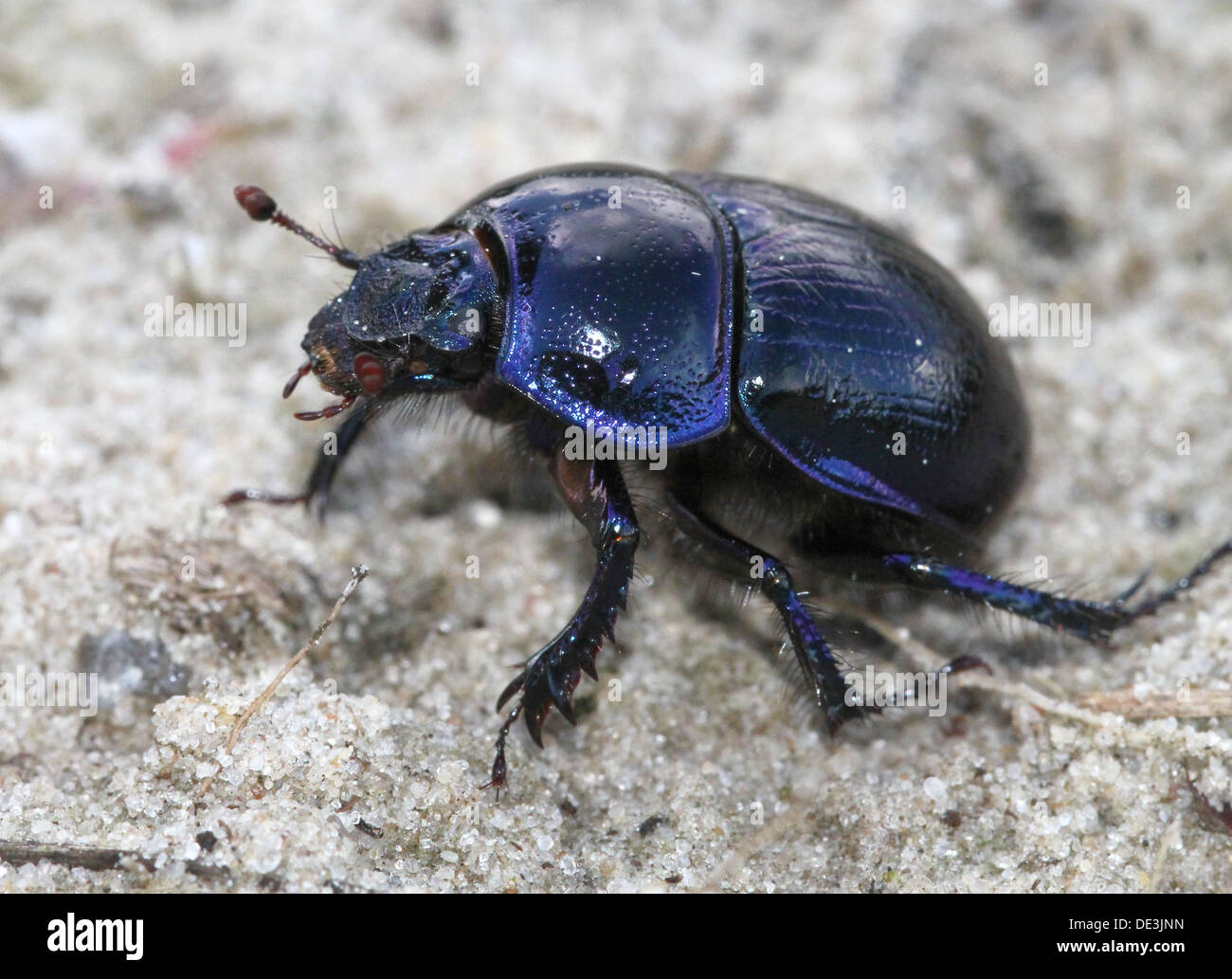 Nahaufnahme des bläulichen Dor Beetle oder Dumbledore (Geotrupes Stercorarius) Stockfoto