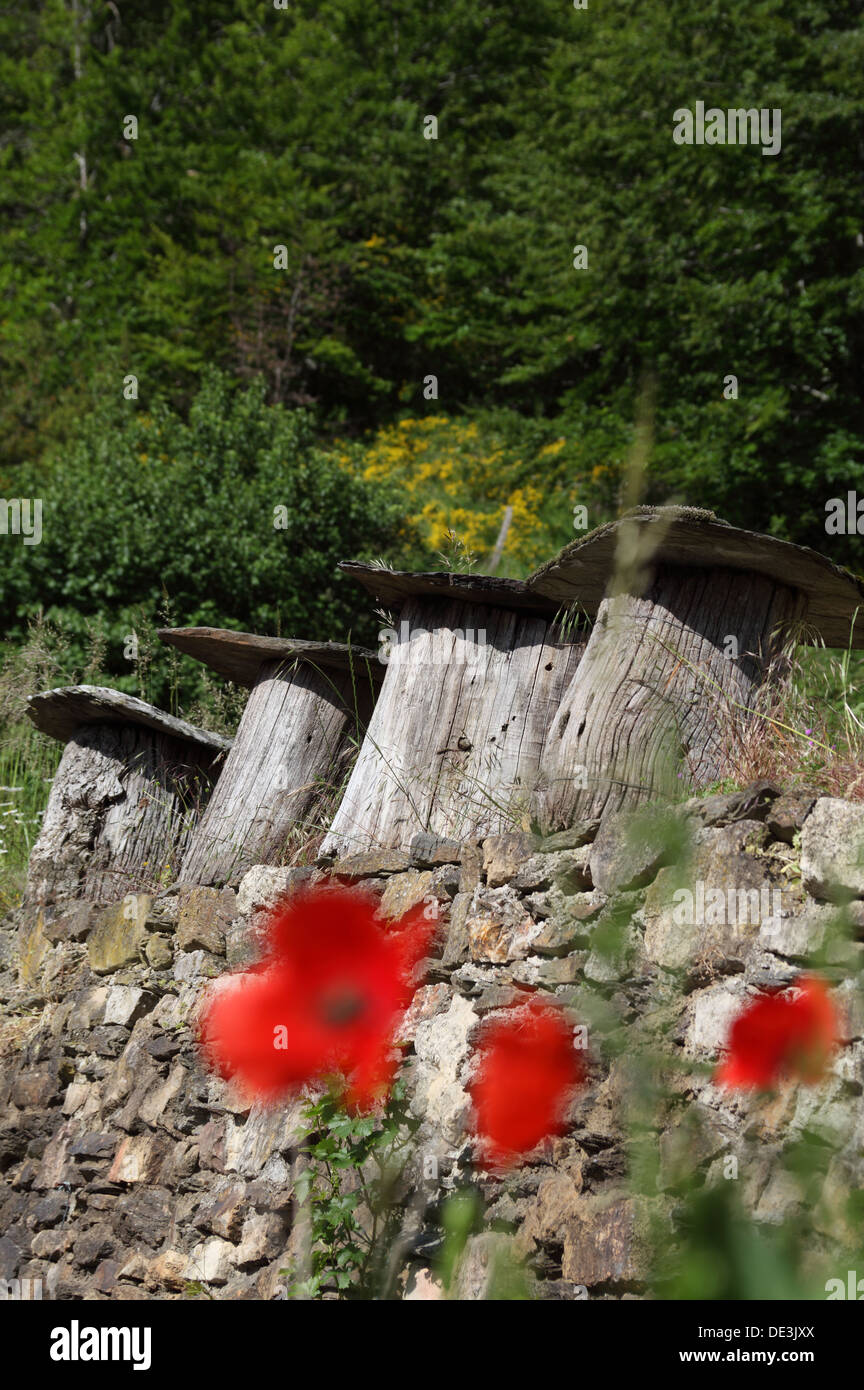 Alte Bienenstöcke aus ausgehöhltem Kastanienstamm mit Schieferdach, die noch in den ländlichen Cevennes, Lozere, Frankreich, verwendet werden Stockfoto