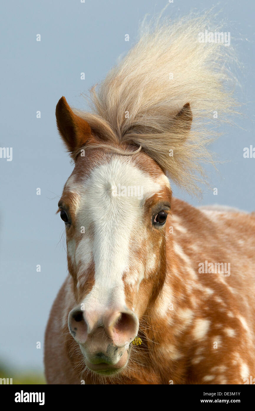 Shetland Pony Portrait entdeckt Stute Stockfoto
