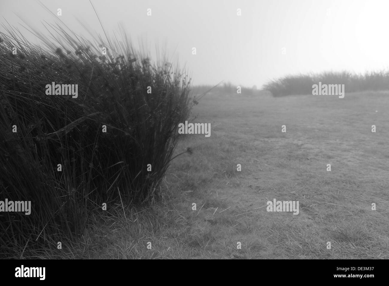 Unheimlicher Nebel und bläst Sturm durch die Gräser auf dem Cheesewring Tor auf Bodmin Moor. Stockfoto