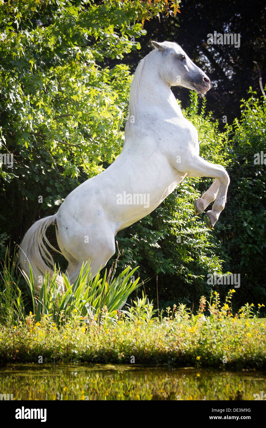 Tiger Horse grauen Pferd Aufzucht am Rand Teich Stockfoto