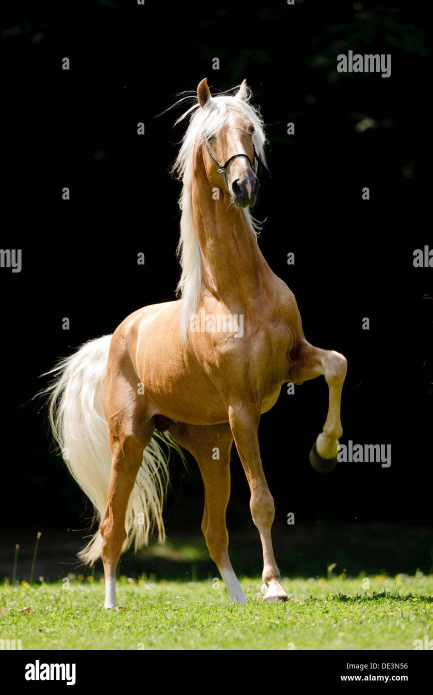 Amerikanisches Saddlebred Palomino Hengst zeigt High-stepping Aktion Stockfoto