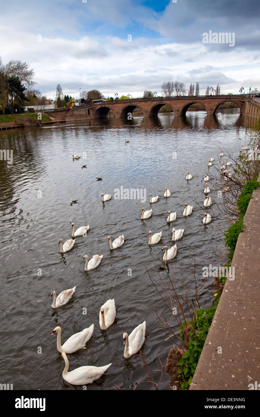Schwäne auf den Fluss Severn unterhalb der Stadtbrücke in Worcester, England, UK Stockfoto