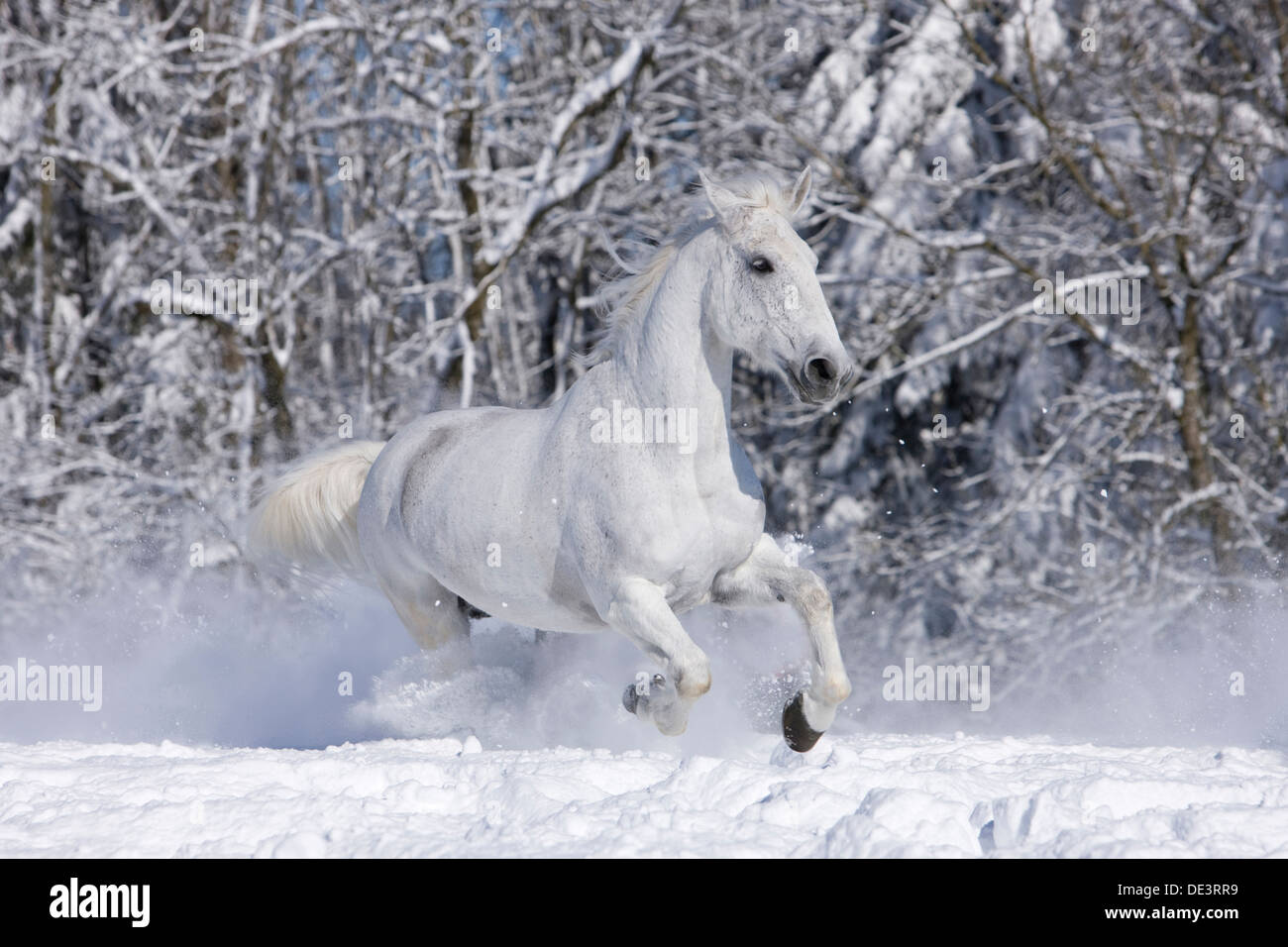 Kladruber Gray Pferde Galoppinga verschneiten Wiese Stockfoto