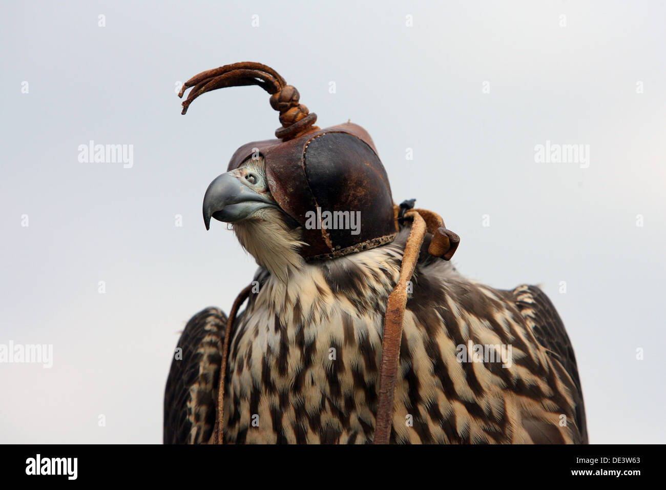 Hannover, Deutschland, Saker Falcon trägt eine Lederhaube über den Kopf Stockfoto