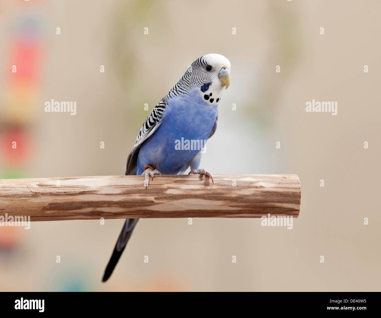 Wellensittich, Wellensittich Melopsittacus Undulatus blaue männliche Percheda stem Stockfoto