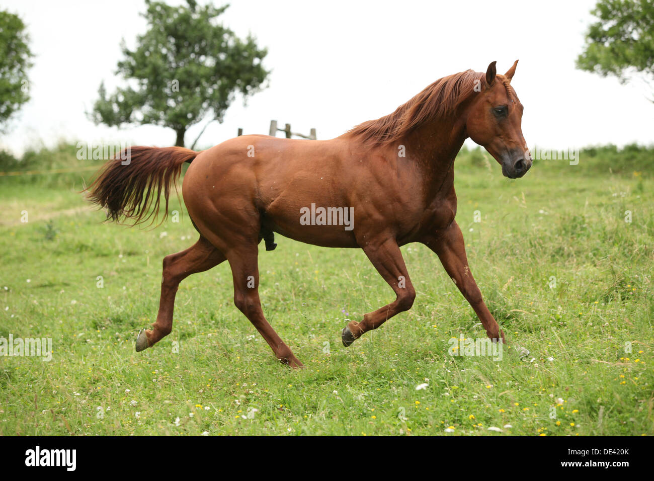 Schöne Quarter Horse Hengst auf Weideflächen Stockfoto