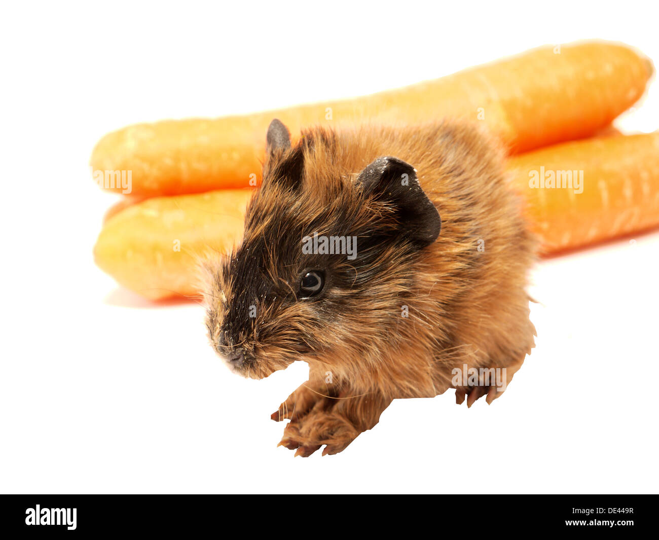 braune Meerschweinchen Essen Karotte Stockfoto