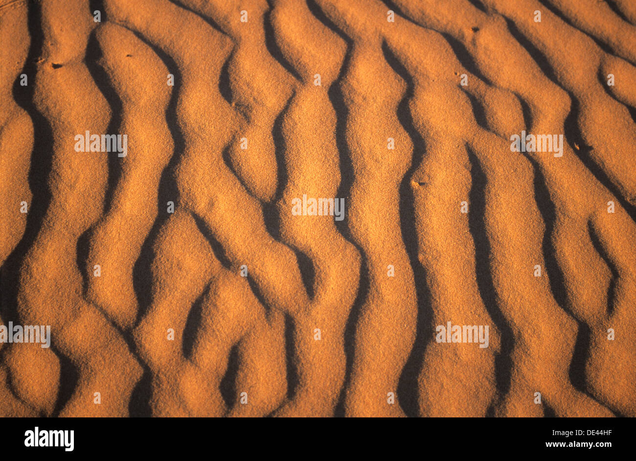 Australien, SA, Wüstenregionen, Wellen aus Sand auf Sanddüne. Stockfoto
