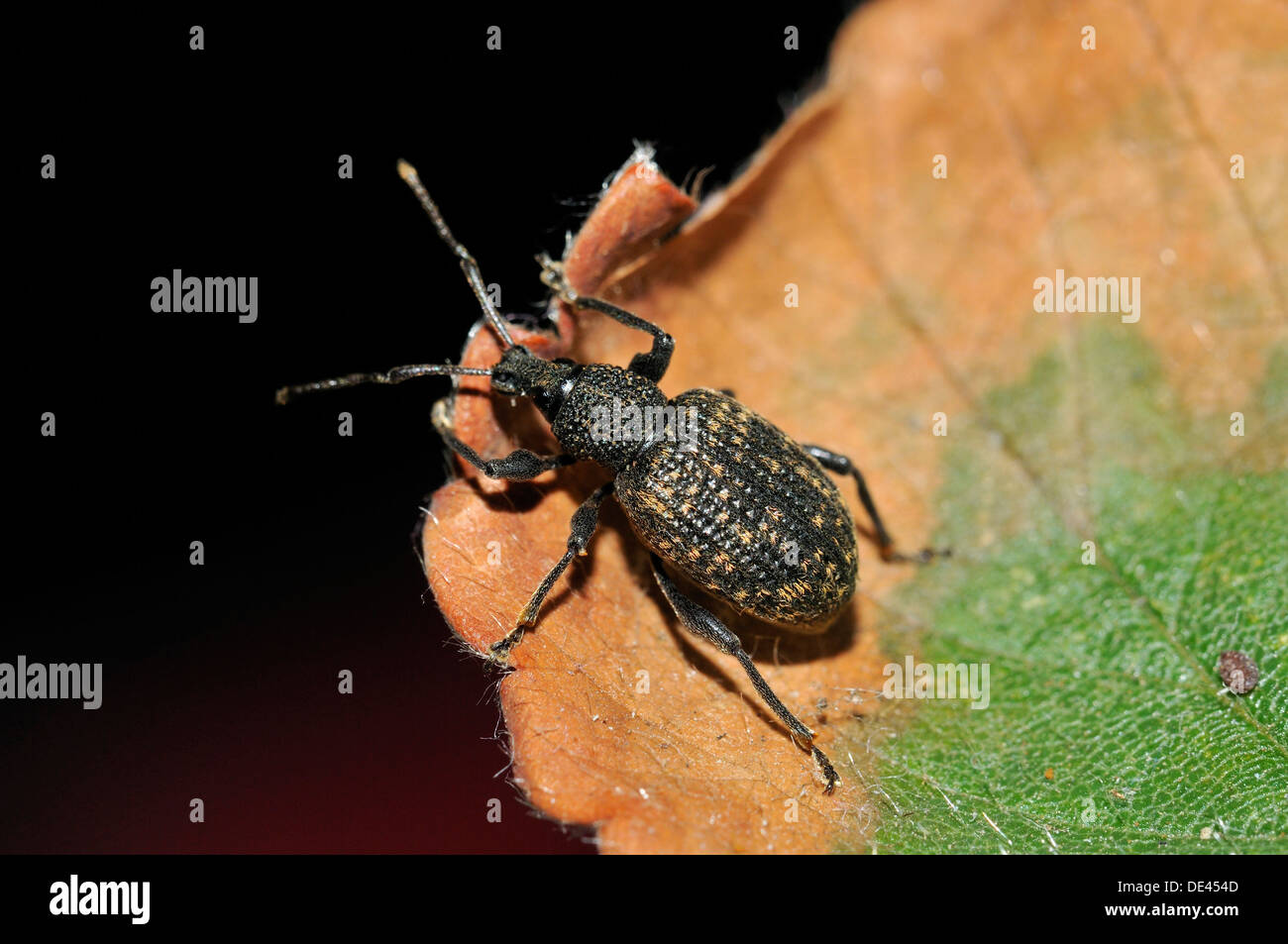 Schwarzer Dickmaulrüssler - Otiorhynchus sulcatus Stockfoto