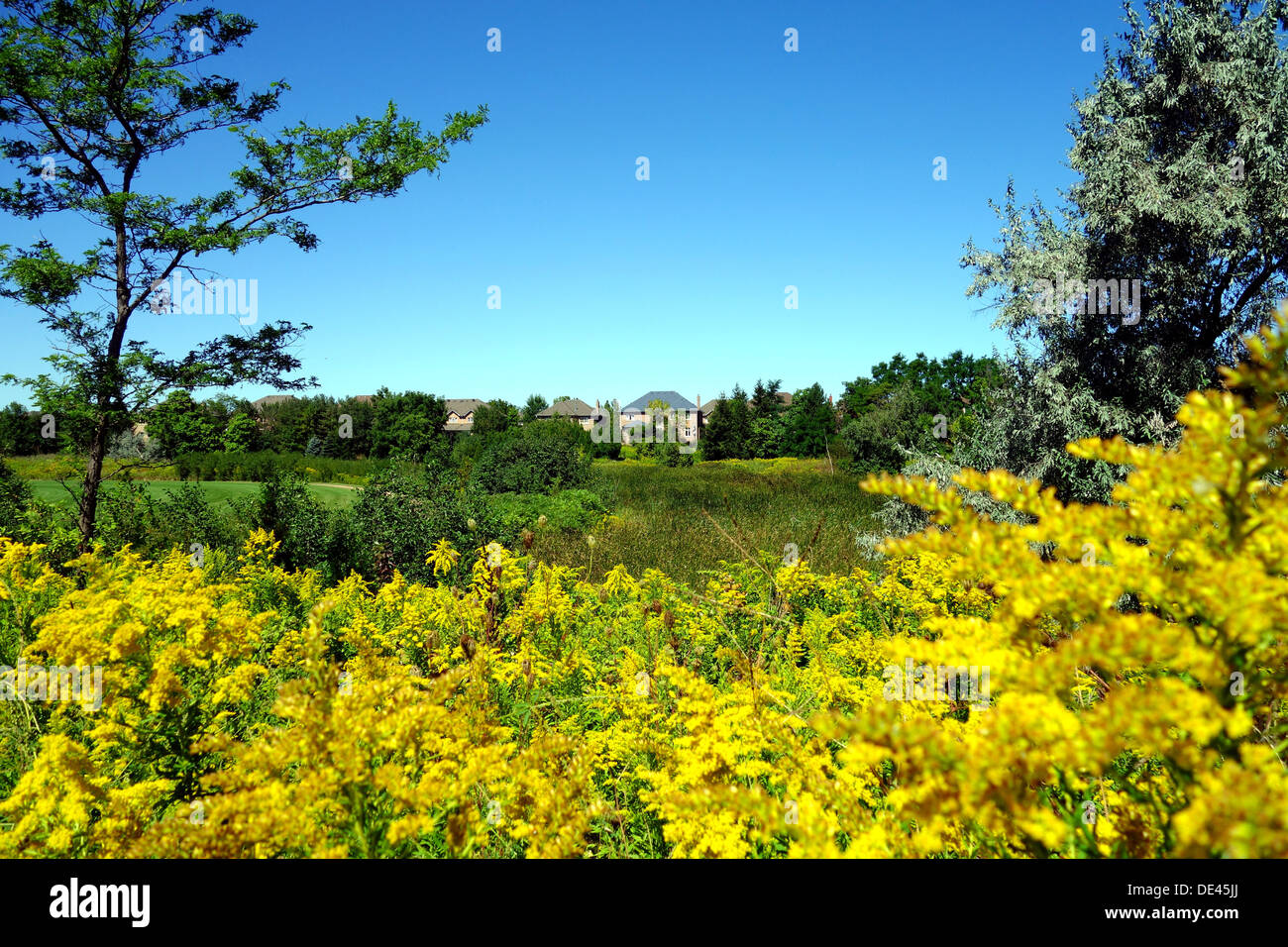 Suburban Wildblumen und Park in Richmond Hill, Kanada Stockfoto
