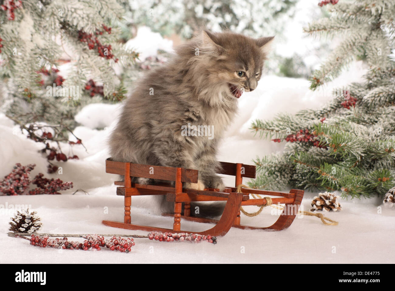 Sibirische Waldkatze, Sibirische Katze Kätzchen Sittinga Schlitten während  Zischen Stockfotografie - Alamy