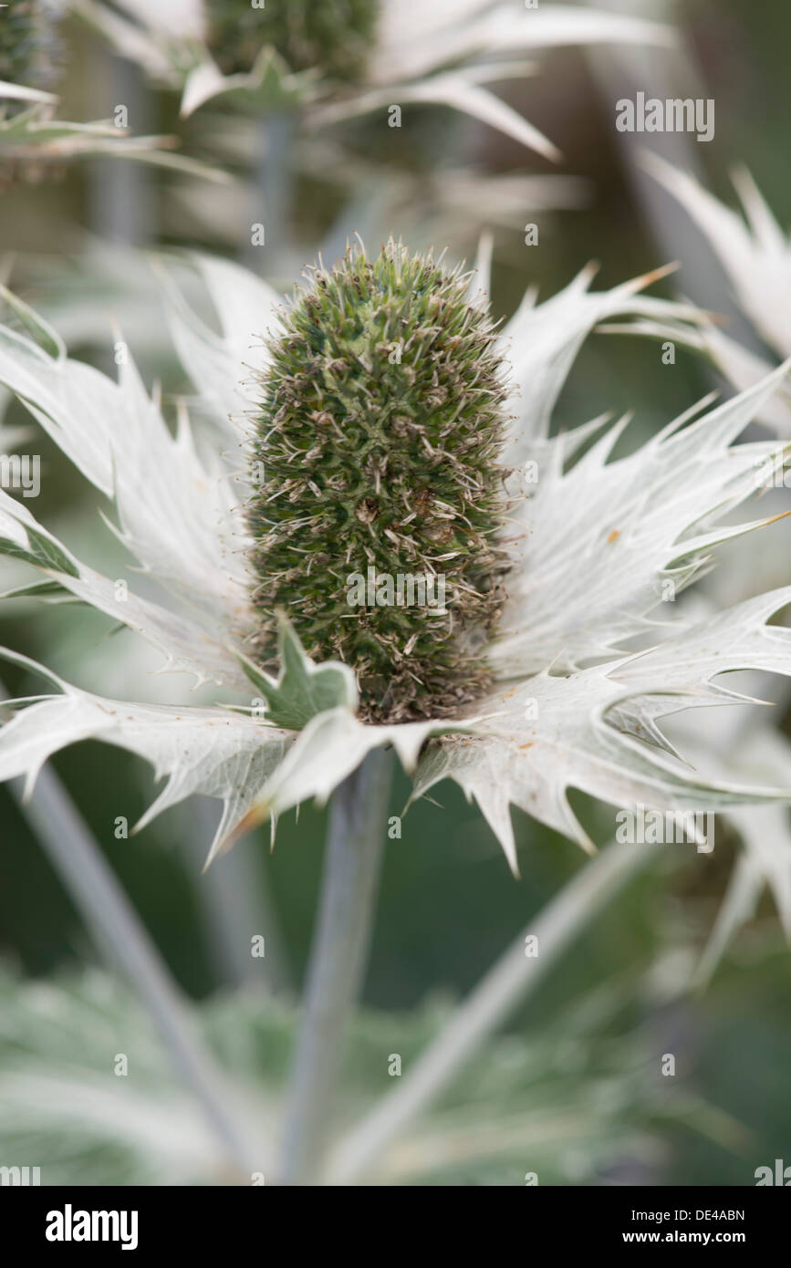 Nahaufnahme der Blüte der Meer Holly, Eryngium maritimum Stockfoto