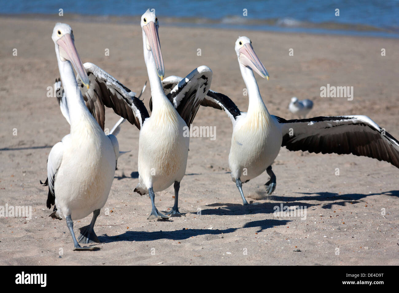 3 australischen rosa Pelikane am Strand (Pelecanus Conspicillatus) Stockfoto