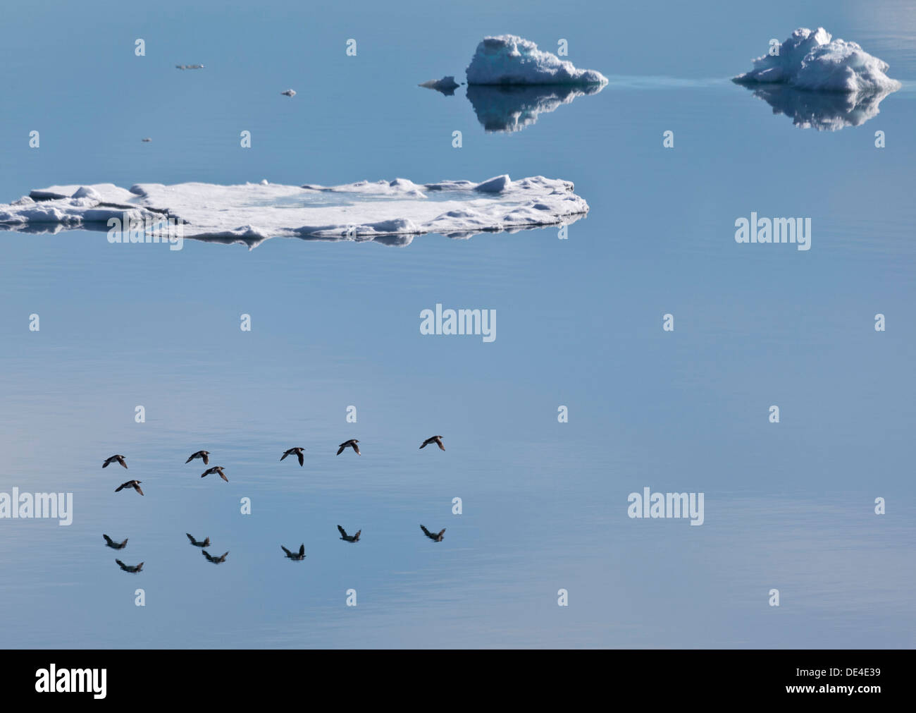 Brunnich von Guillemot (Uria Lomvia) fliegen, Reflexionen und Eis Meer, Hinlopen Strait, Spitzbergen-Island, Spitzbergen, Norwegen Stockfoto