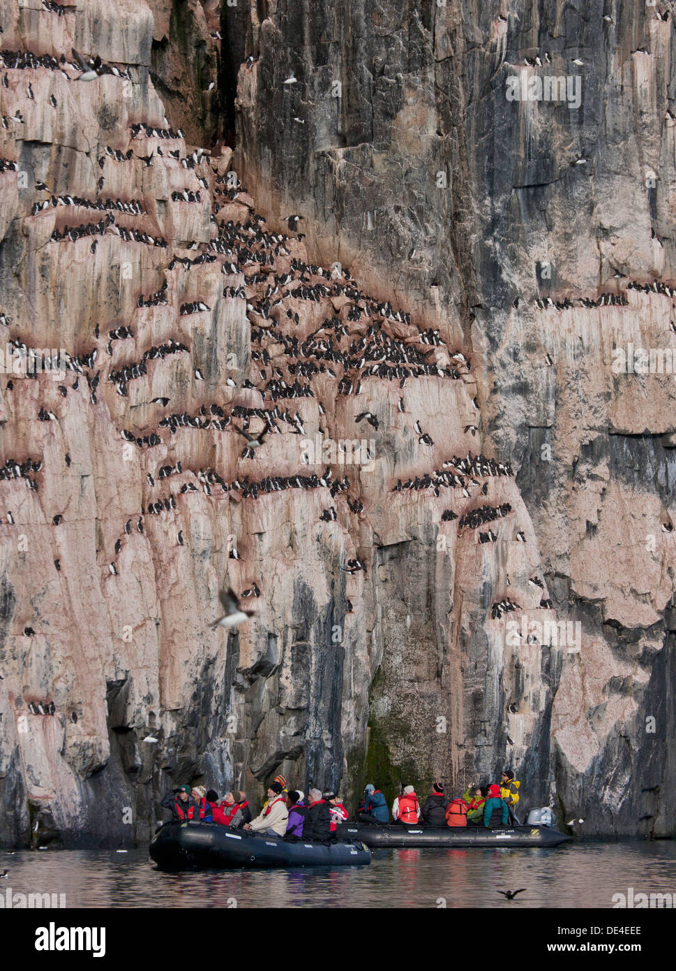 Brunnich von Guillemot (Uria Lomvia) auf Alkefjellet Vogel Klippen, Spitzbergen, Island, Spitzbergen, Norwegen Stockfoto