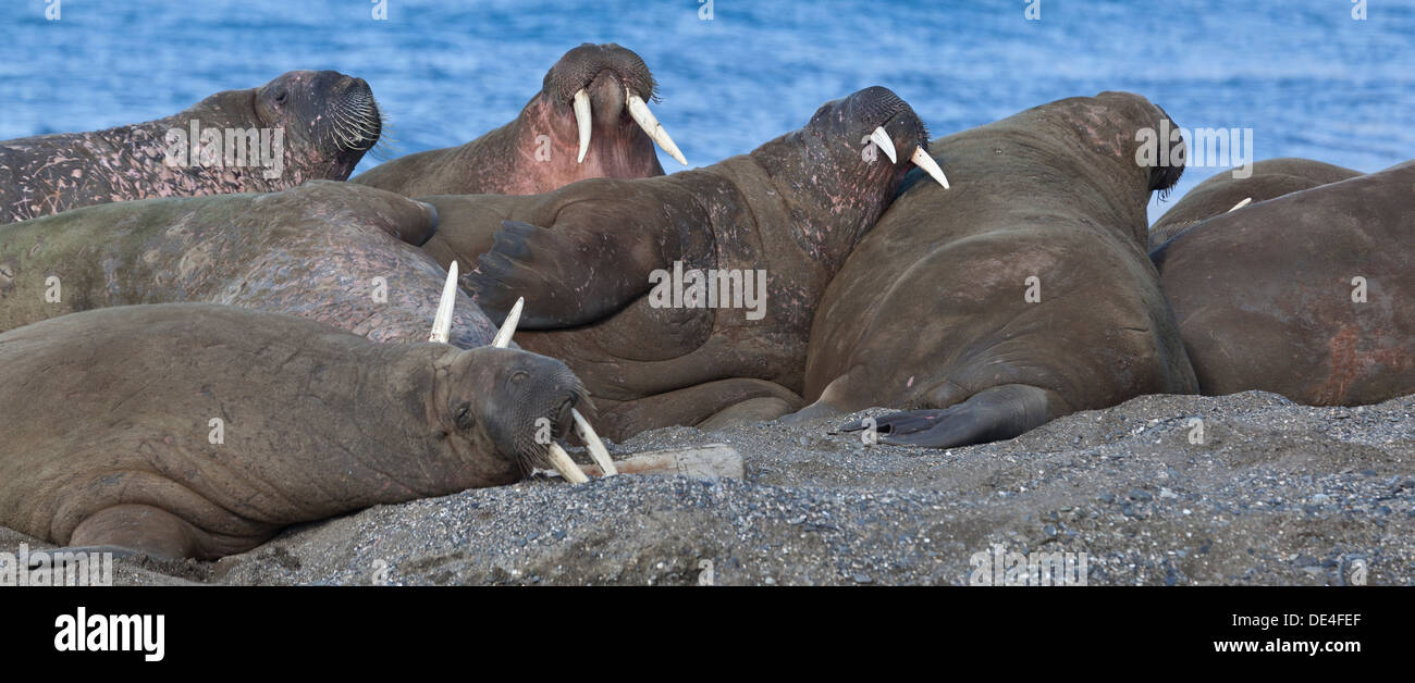 Walrosse (Odobenus Rosmarus) am Strand von Torellneset auf Nordaustlandet, Svalbard, Norwegen Stockfoto