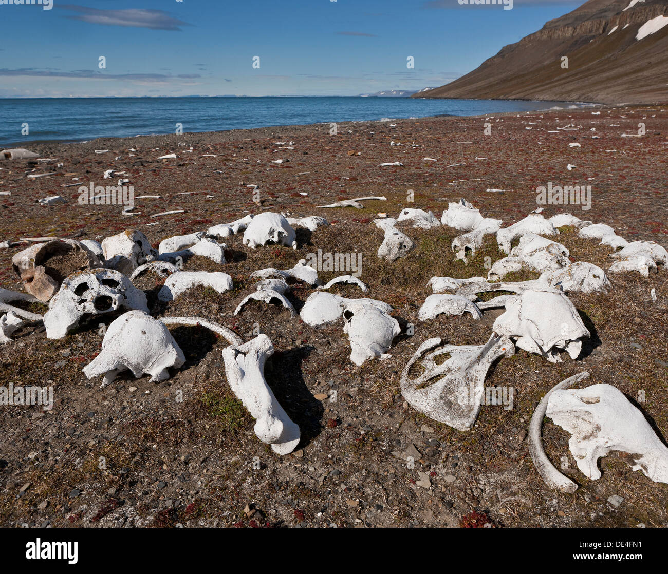 Walross Knochen, Dolerittneset, Spitzbergen Island, Spitzbergen, Norwegen Stockfoto