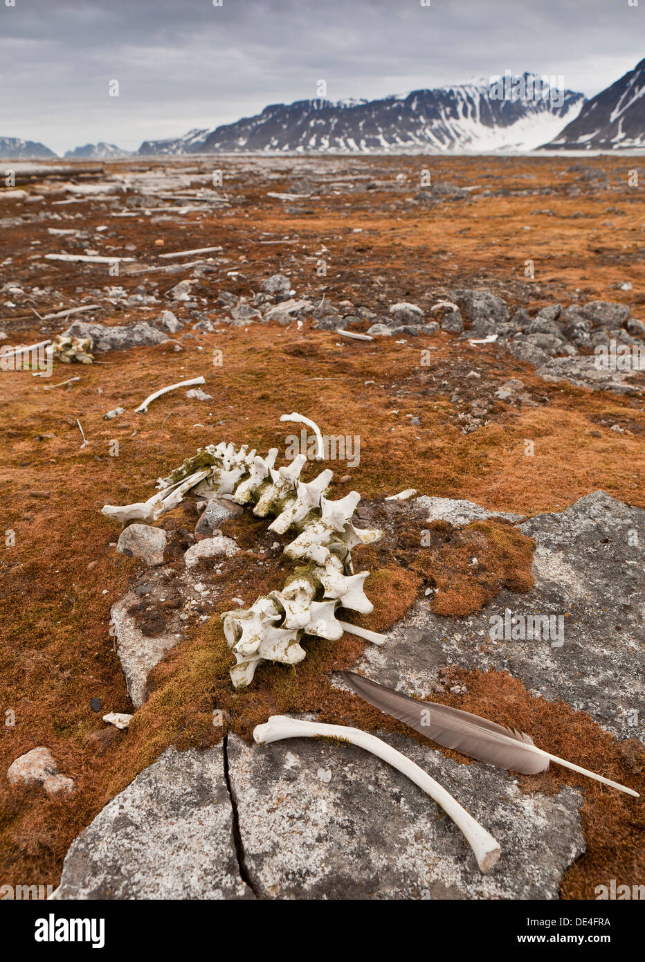 Walross Knochen, Smeerenburg, Spitzbergen Island, Spitzbergen, Norwegen Stockfoto