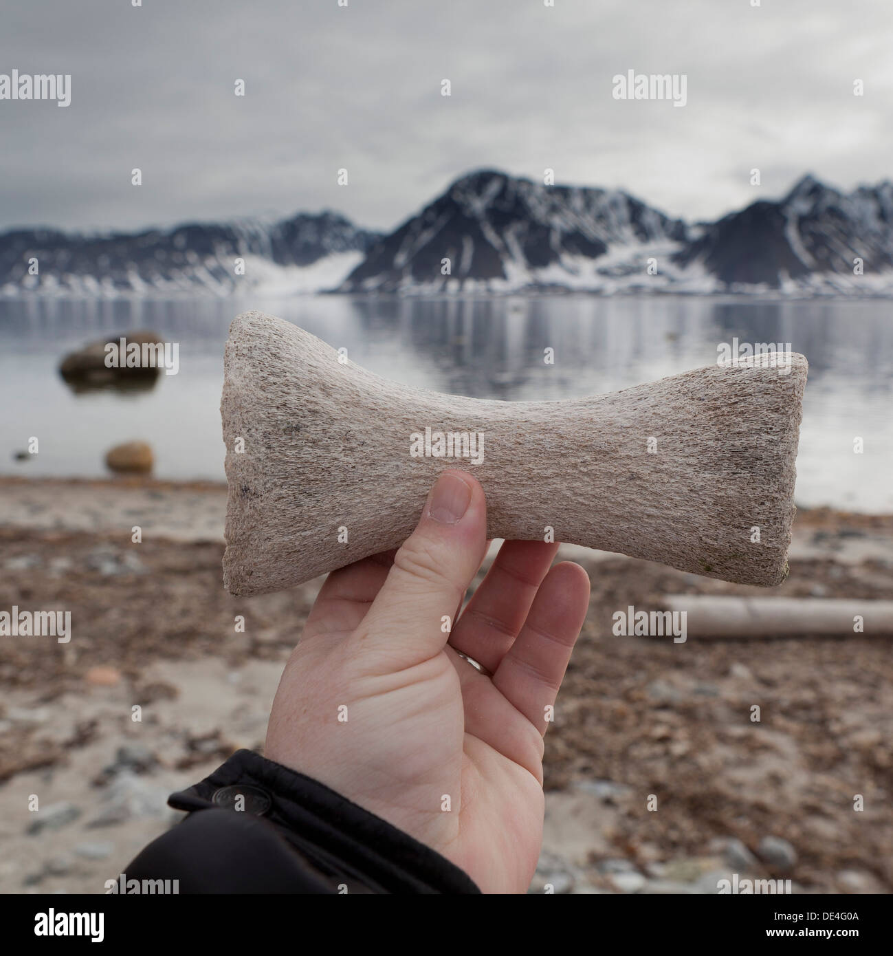 Walross Knochen, Smeerenburg, Spitzbergen Island, Spitzbergen, Norwegen Stockfoto