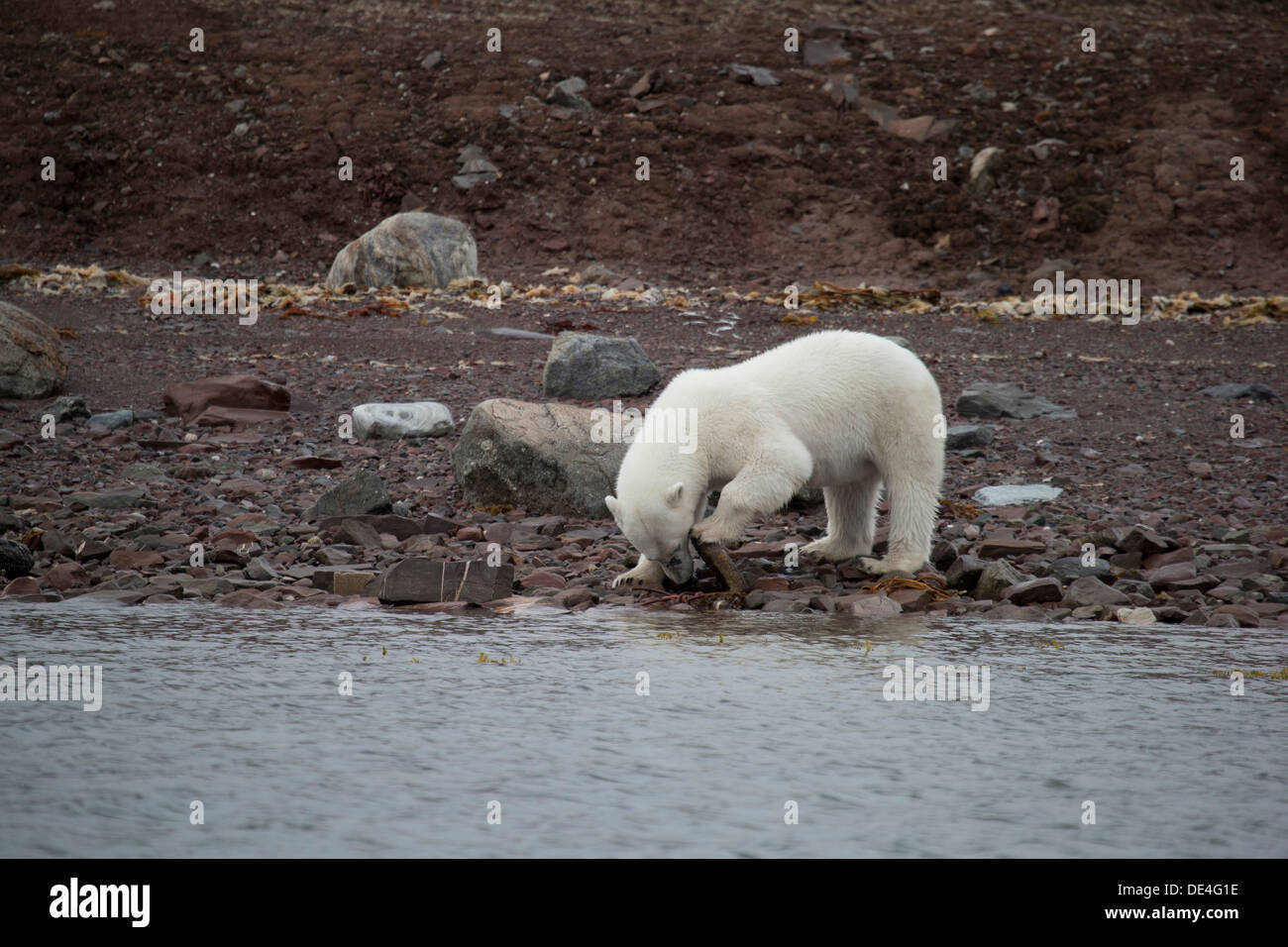 Eisbär, Spitzbergen, Island, Spitzbergen, Norwegen Stockfoto